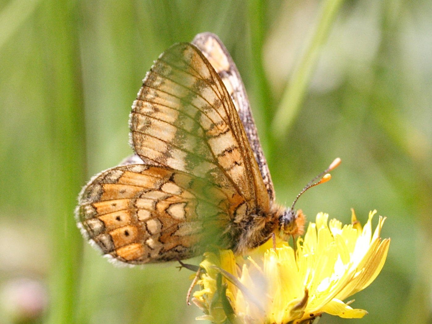 Euphydryas_aurinia