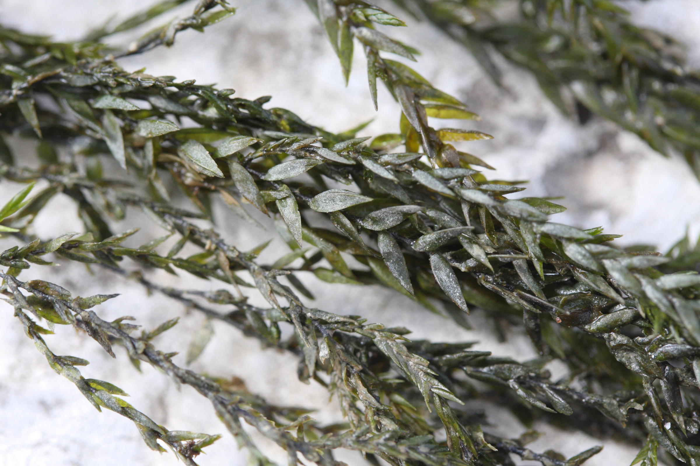 fontinalis_antipyretica2md