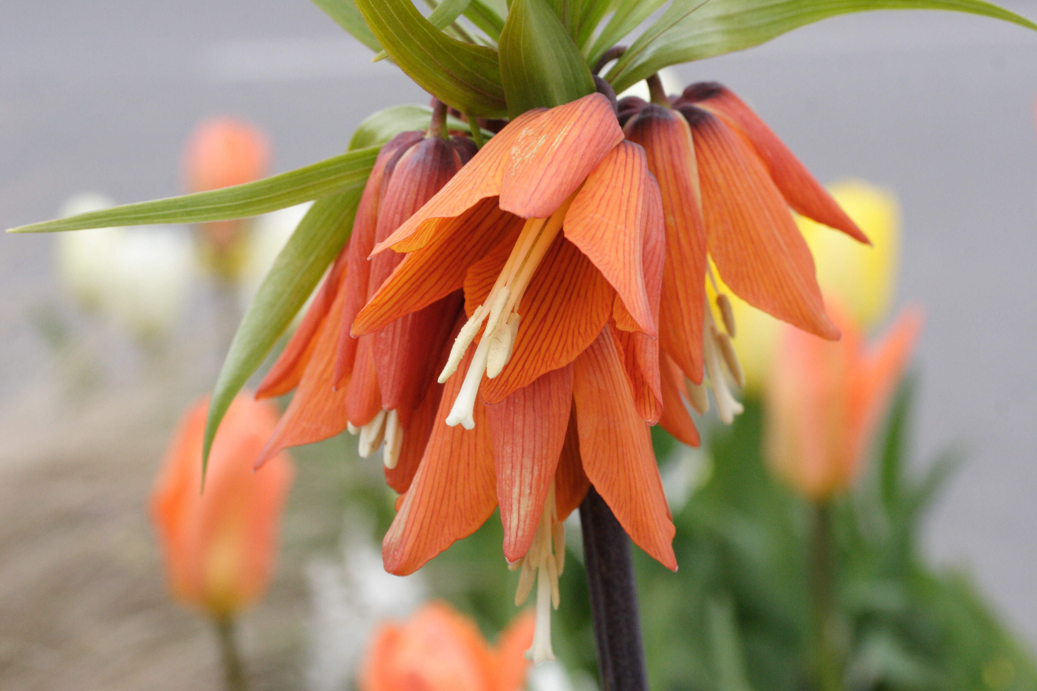 fritillaria_imperialis2md