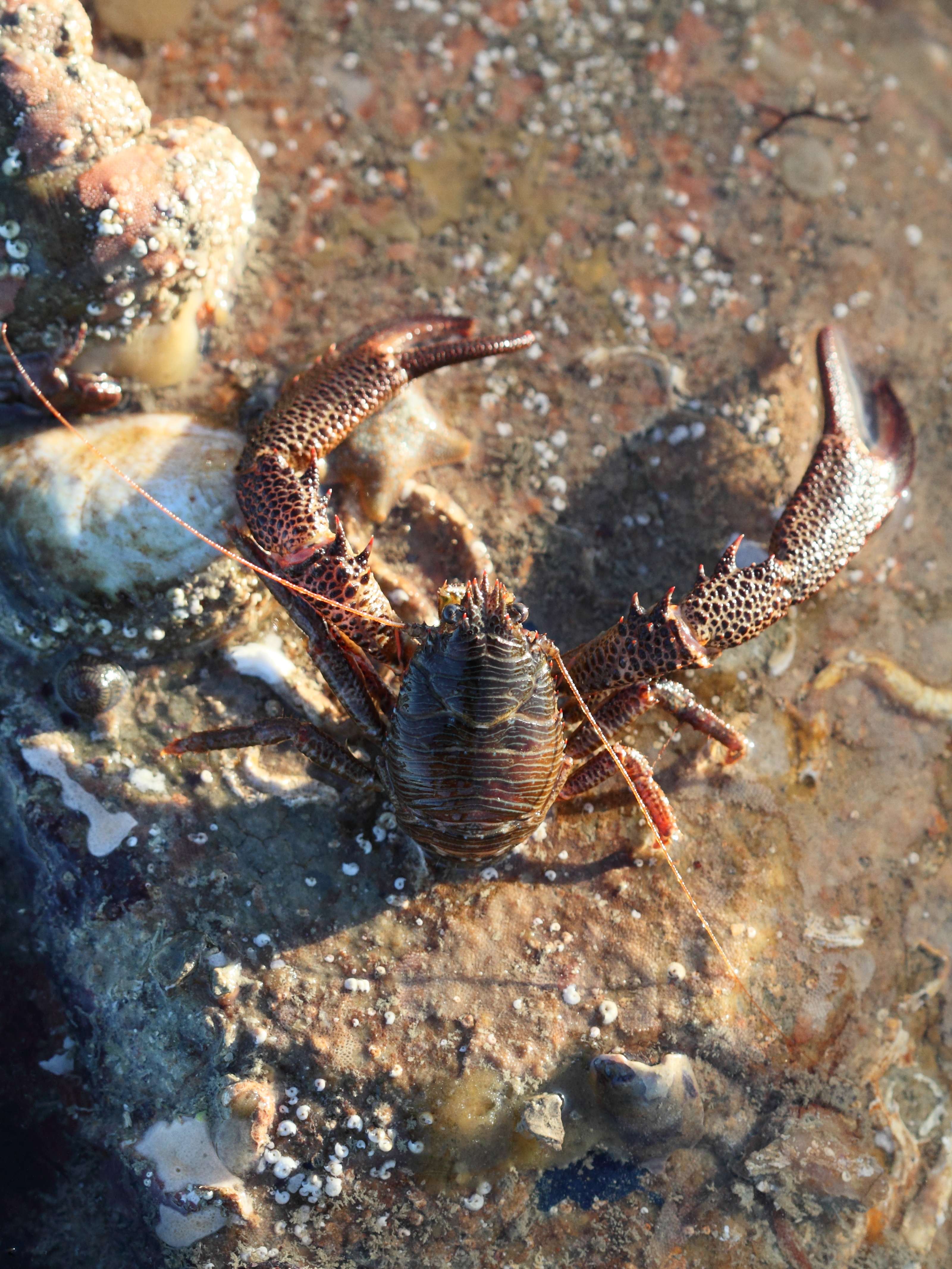 galathea_squamifera3bd