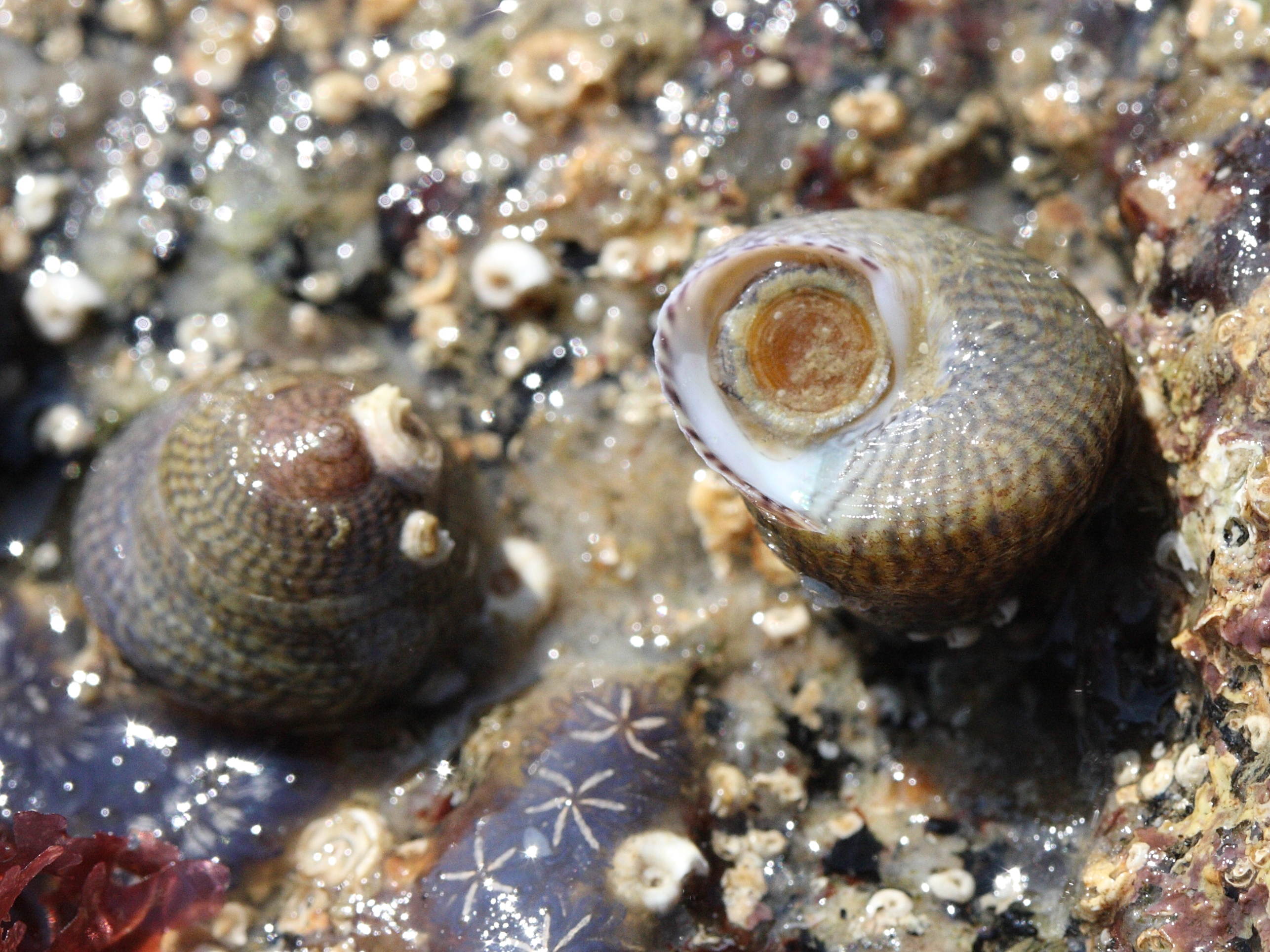 gibbula_cineraria5md