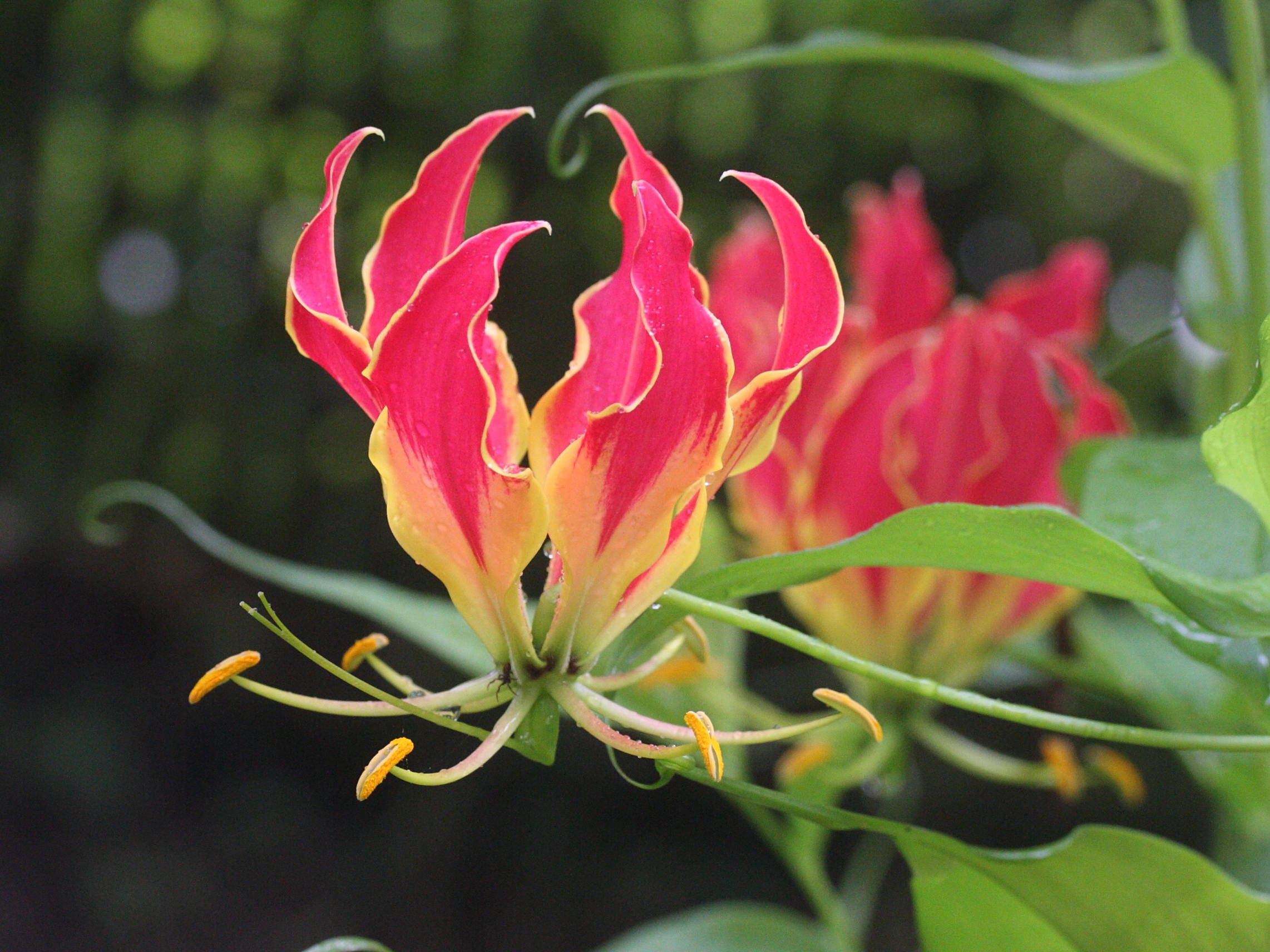 gloriosa_superba2md