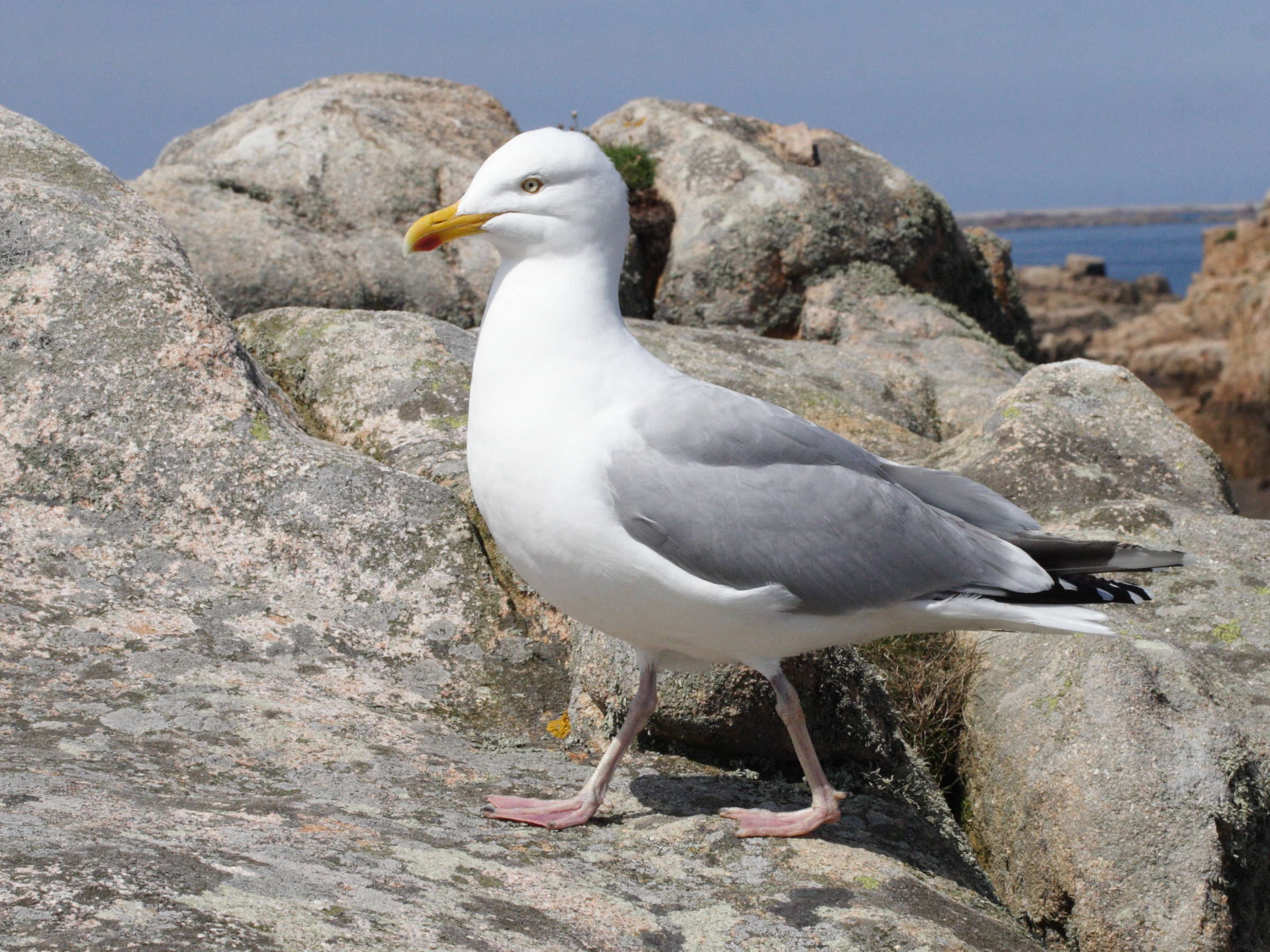 goeland_argente_-_larus_argentatus1bd
