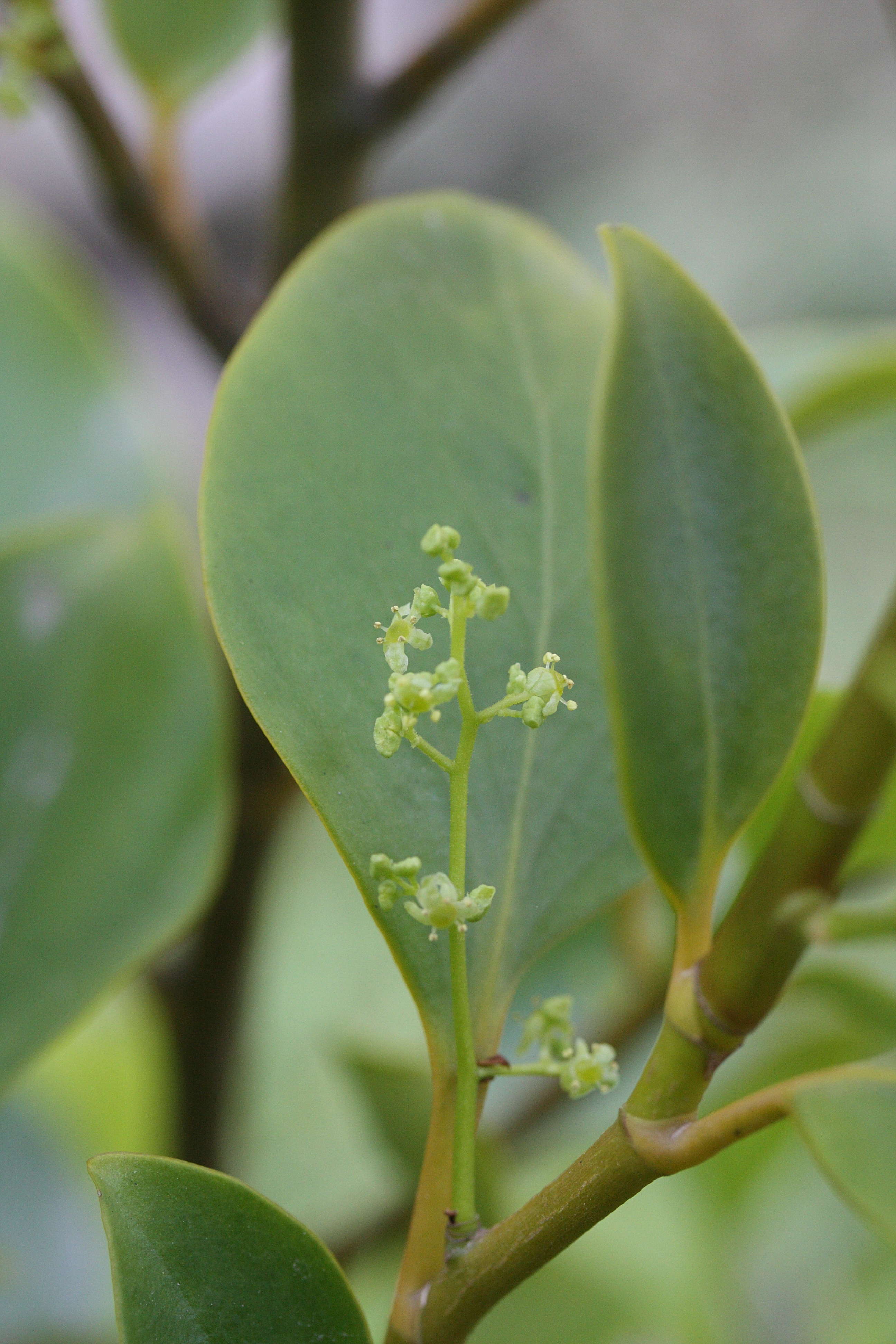 griselinia_littoralis3md