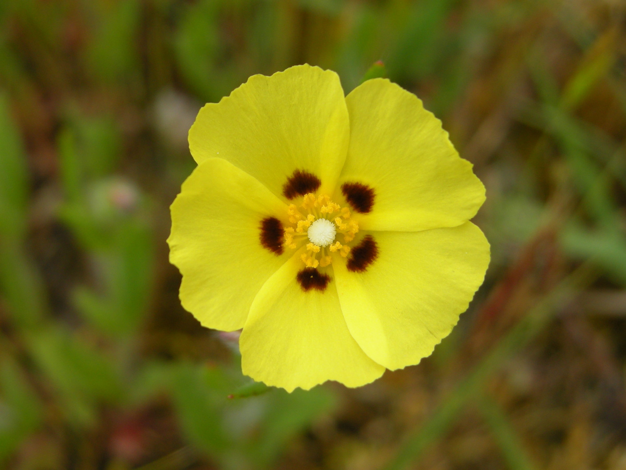 helianthemum_guttatum5md