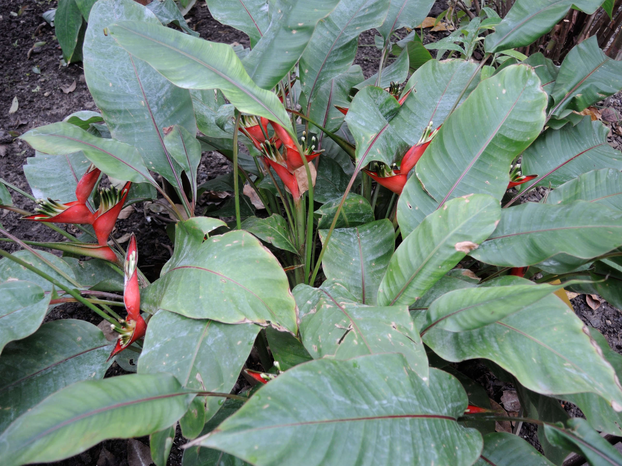 heliconia_stricta1md