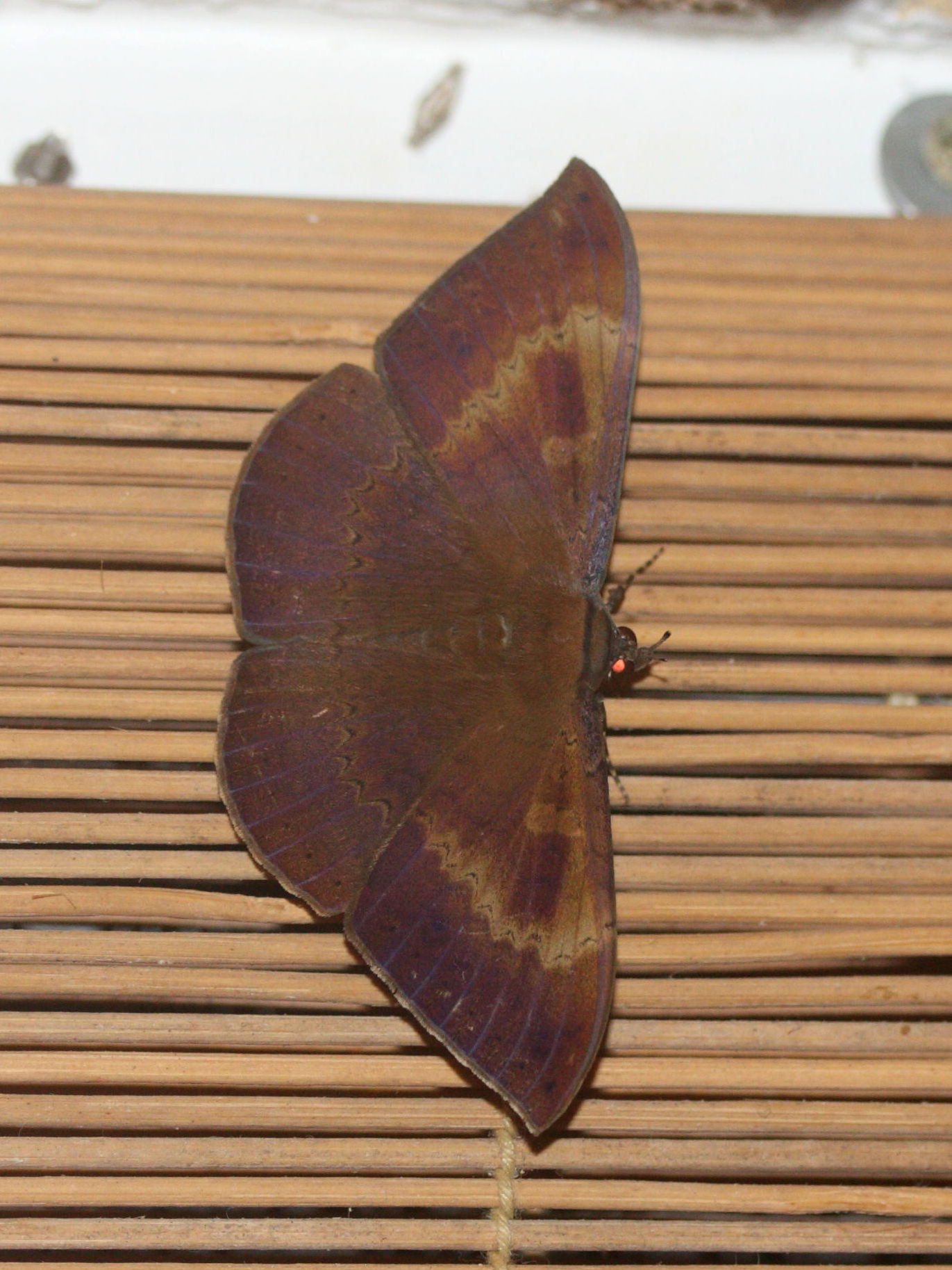 hemeroblemma_opigena1md