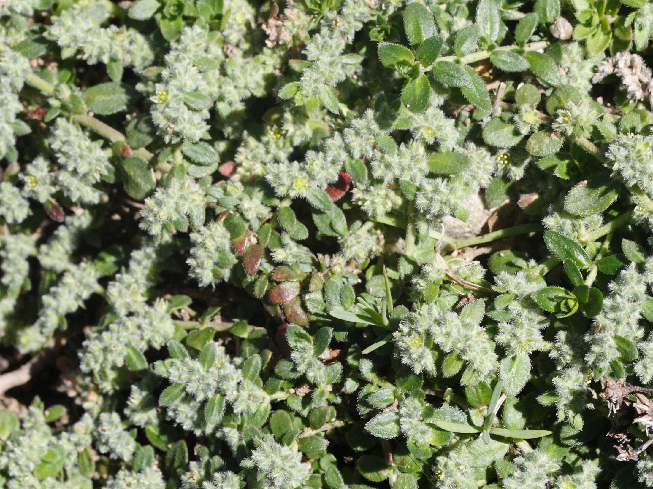 herniaria_latifolia4md