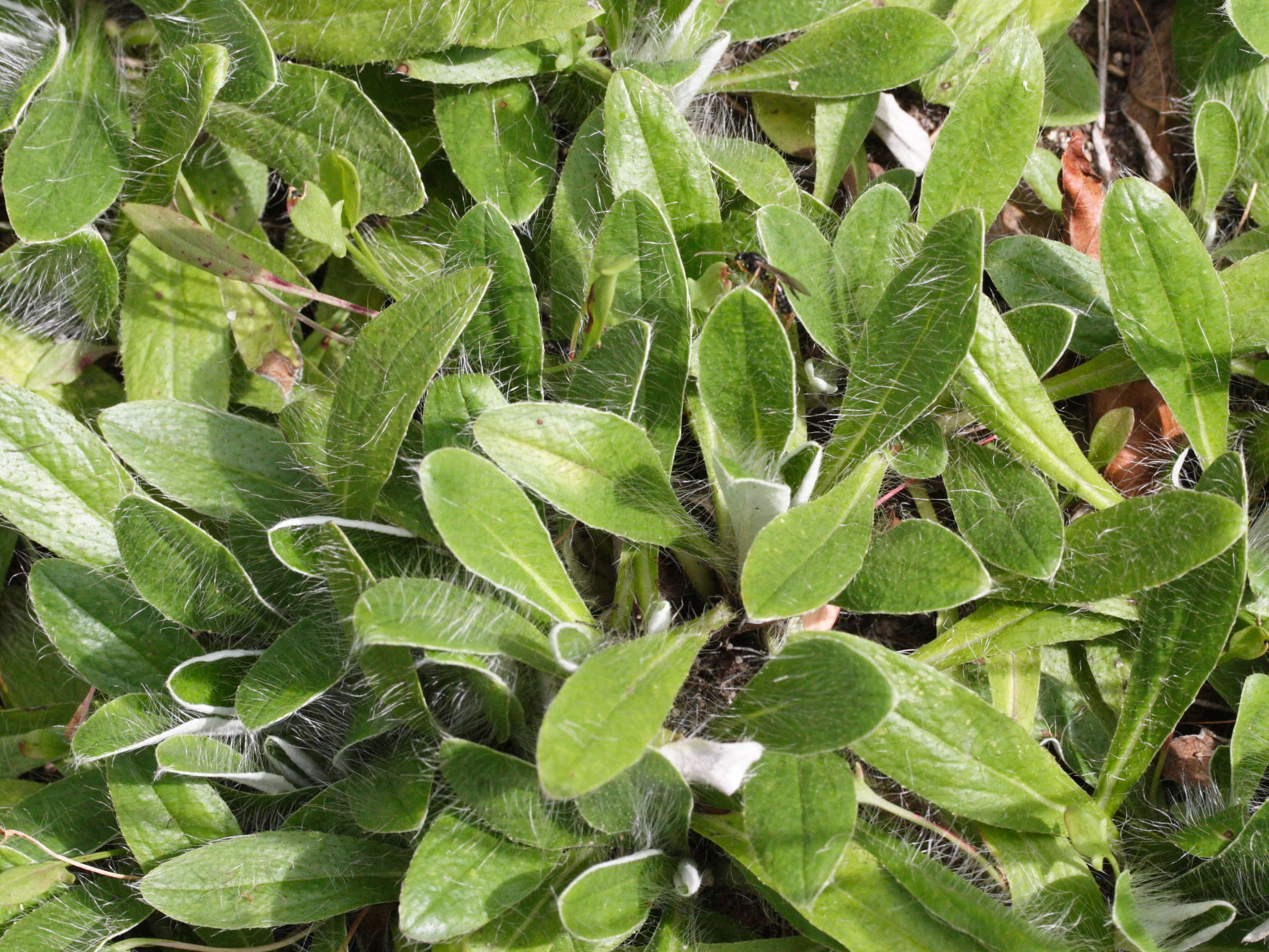 hieracium_peletierianum1md