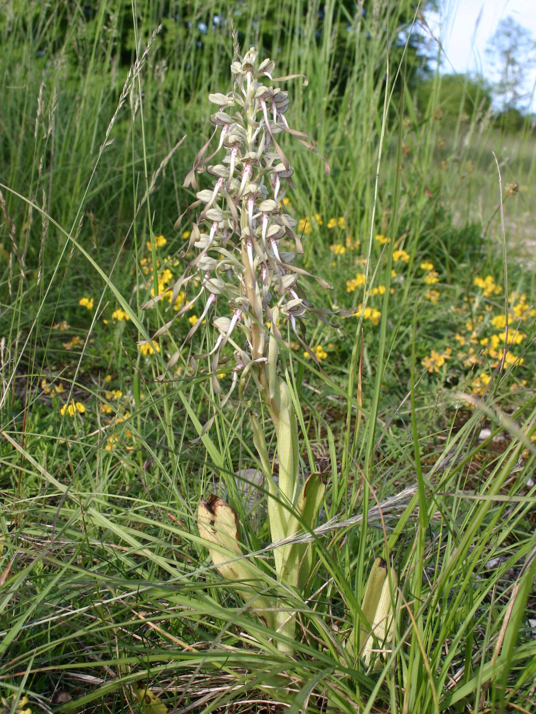 himantoglossum_hircinum3sd