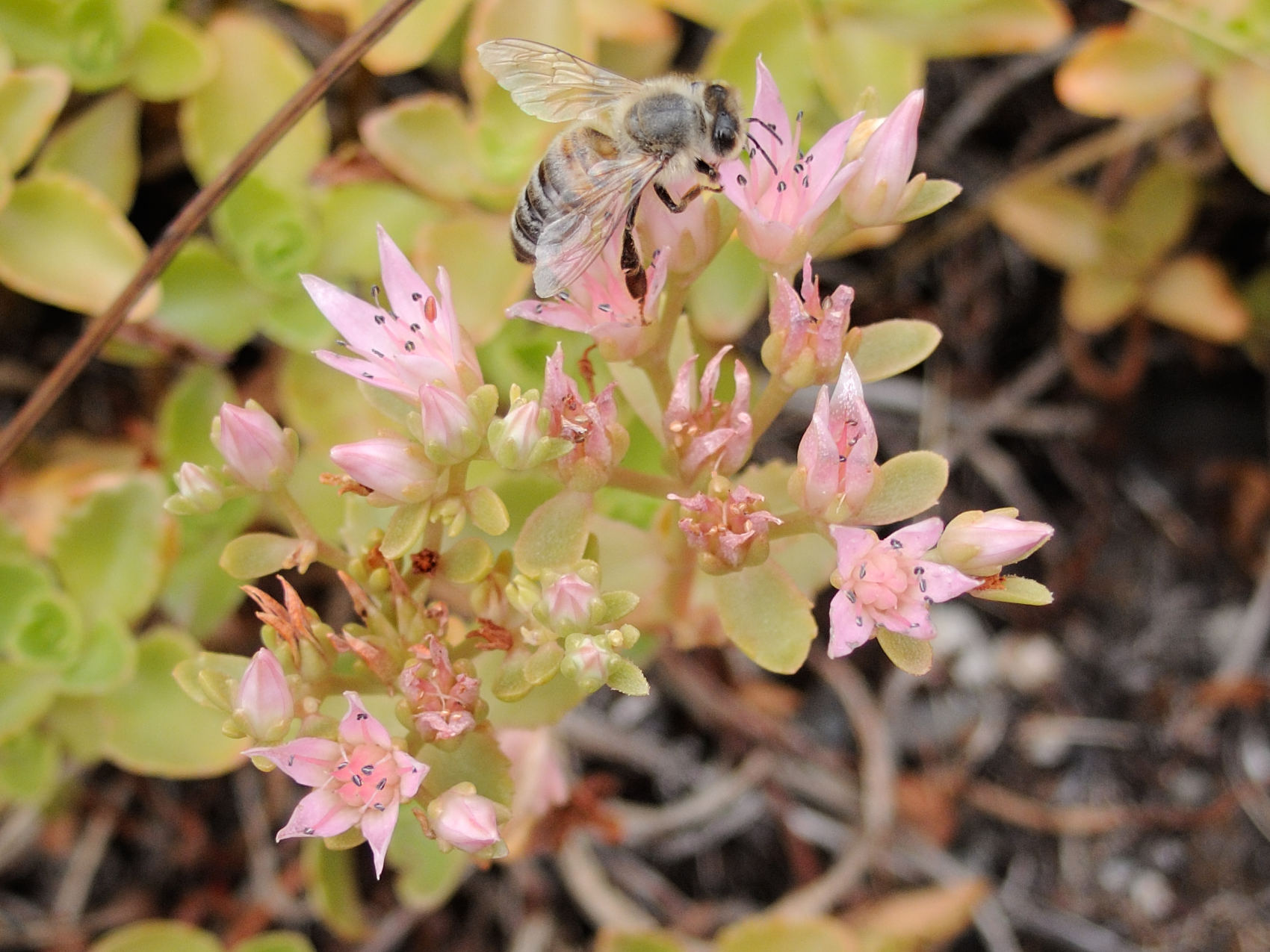 hylotelephium_maximum4md