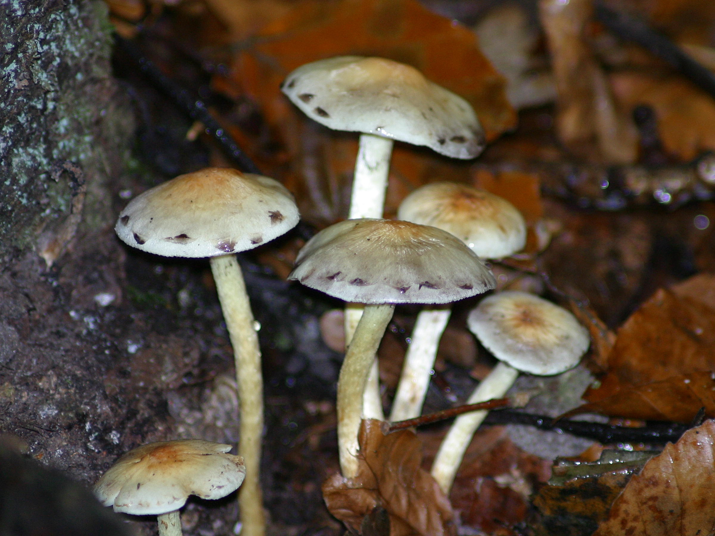 Afficher le média hypholoma_fasciculare1bd hypholoma_fasciculare1bd