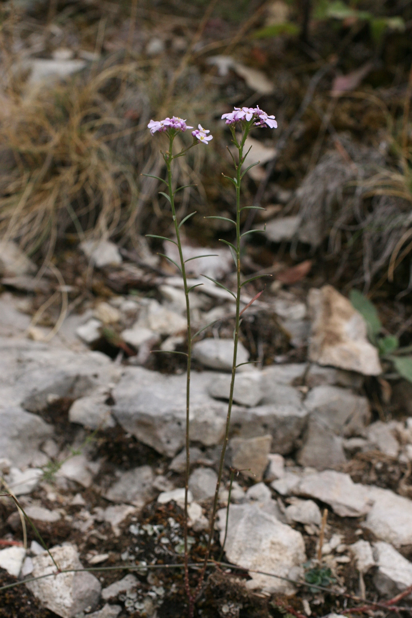 iberis_intermedia1md