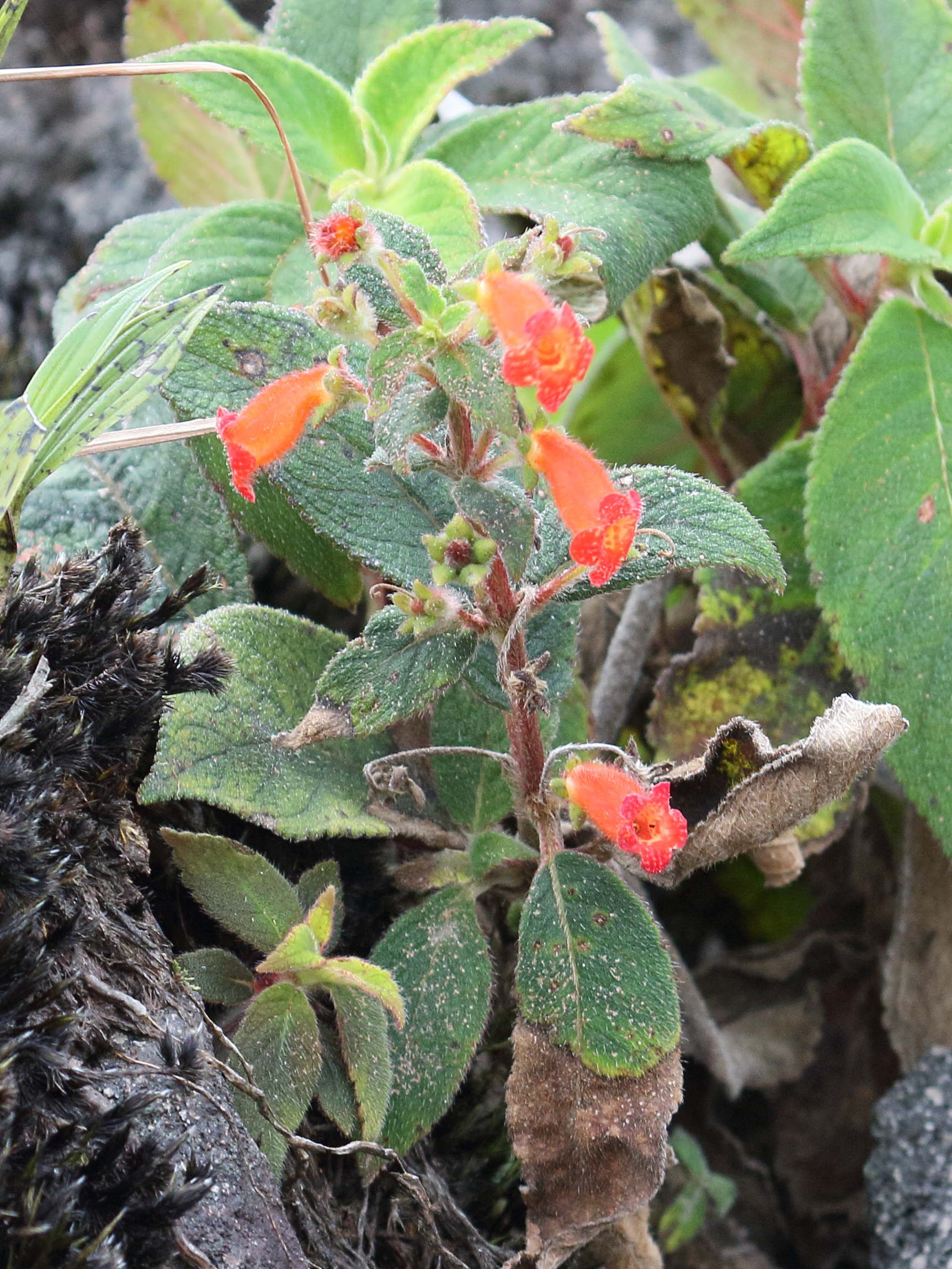 kohleria_spicata1bd