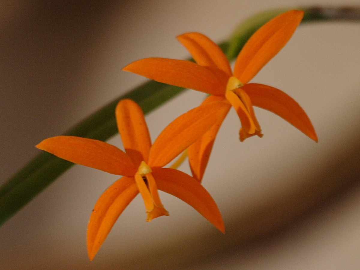 laelia_kautskyana3bd