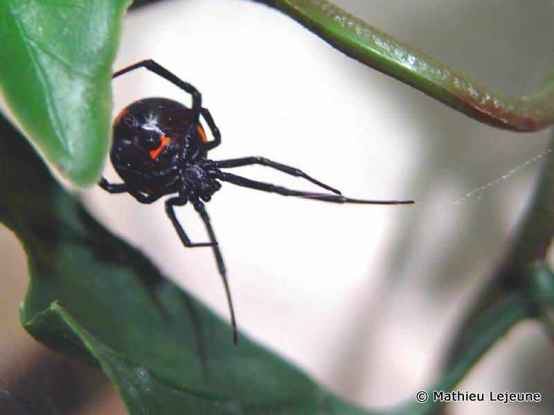 latrodectus_menavodi3ml