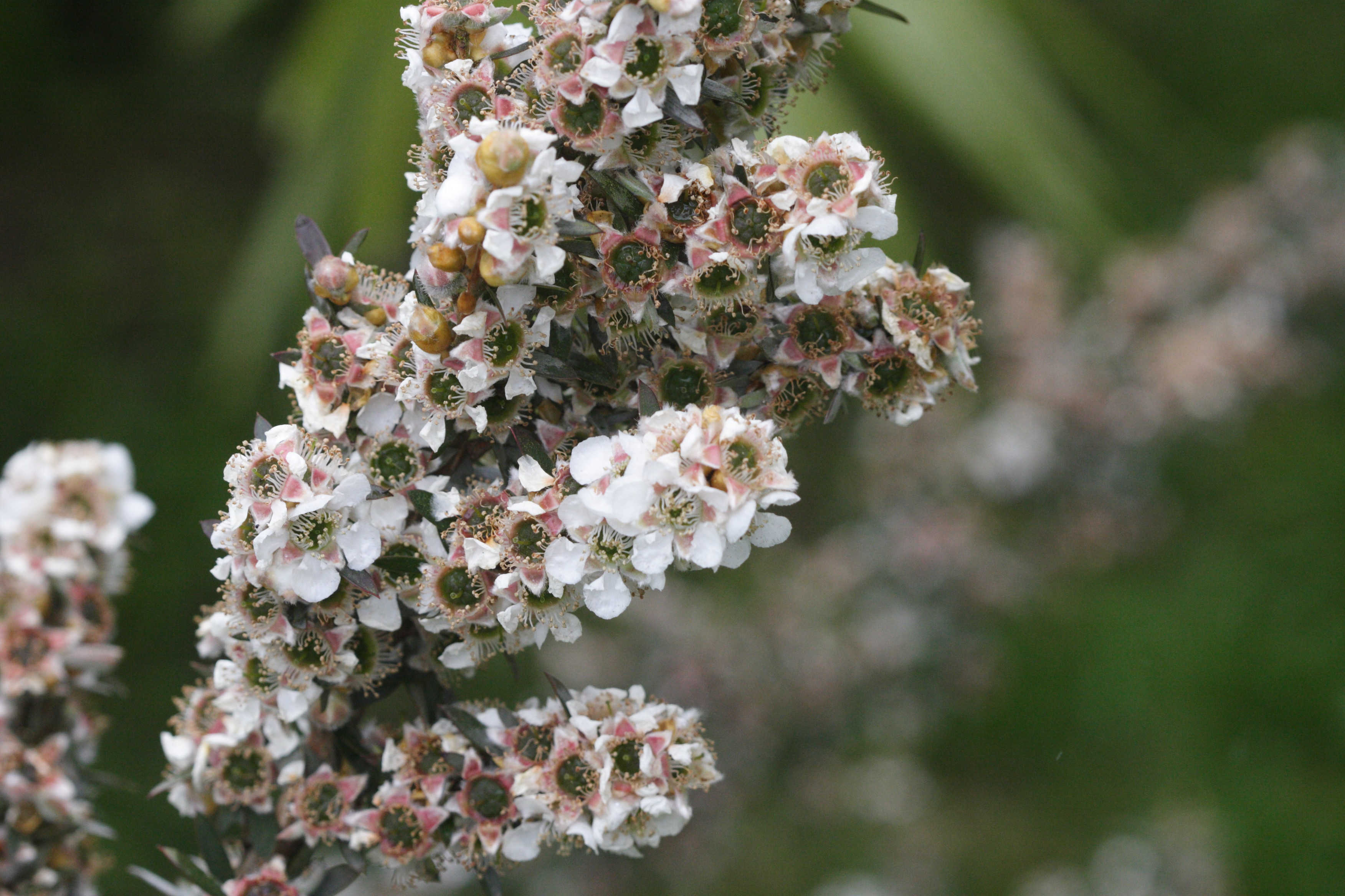 Afficher le média leptospermum_lanigerum3md leptospermum_lanigerum3md