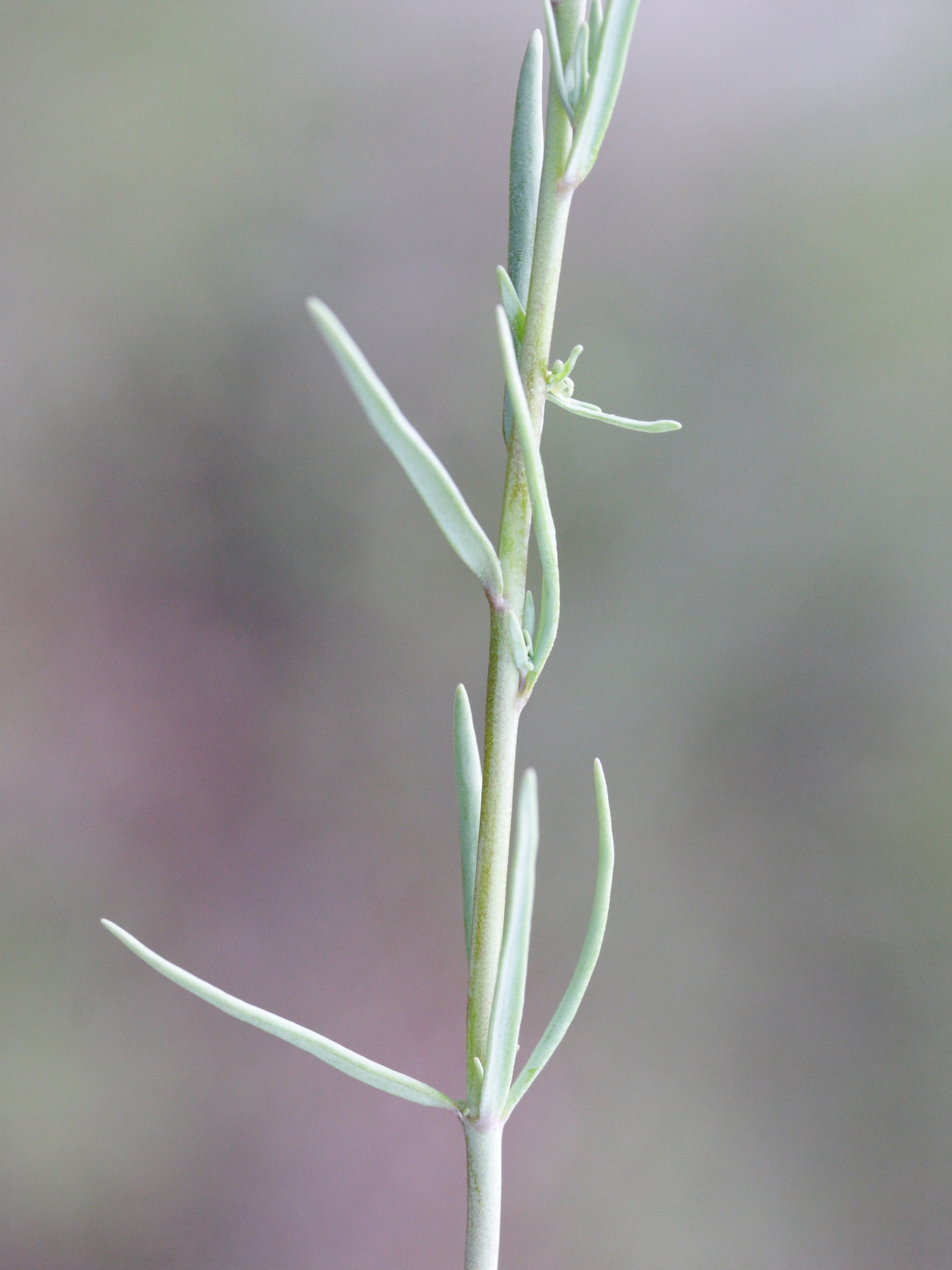linaria_simplex3md