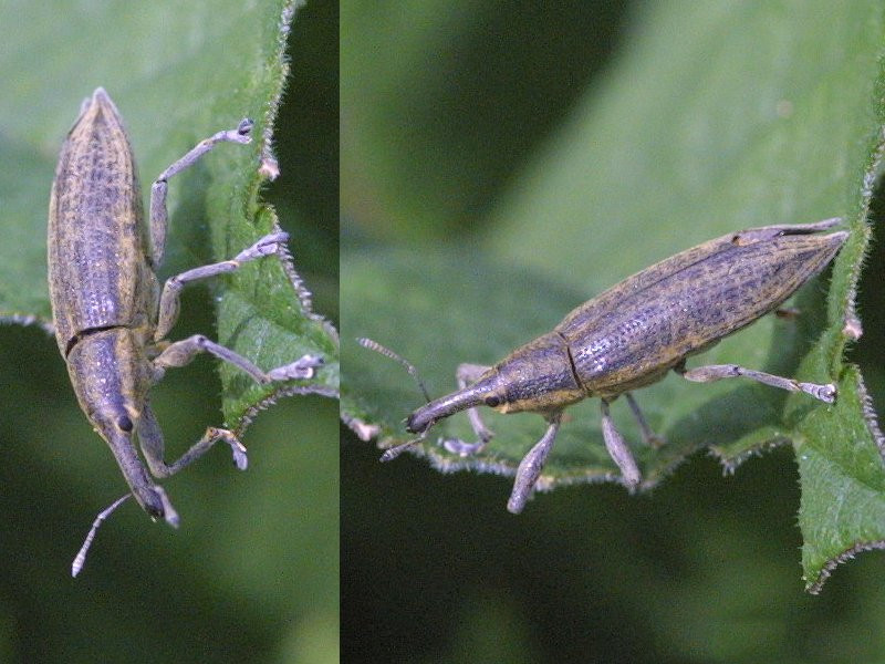 lixus_paraplecticus1md