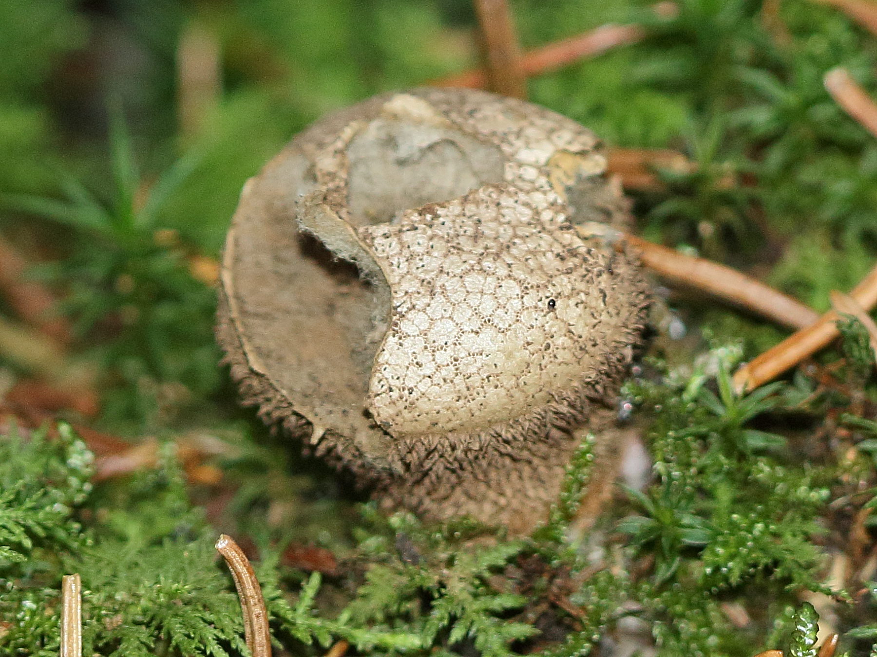 lycoperdon_echinatum3bd