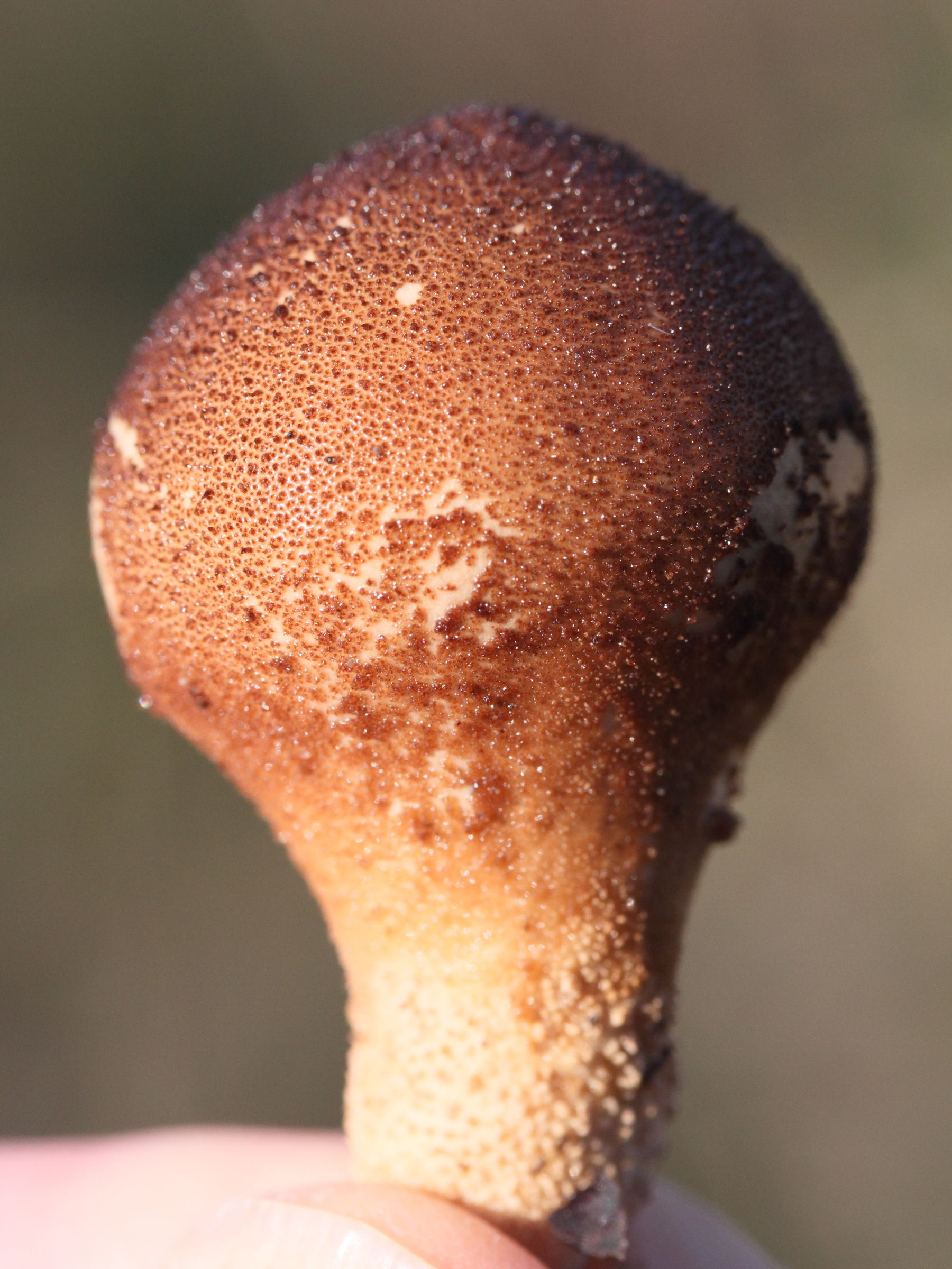 Afficher le média lycoperdon_pyriforme6md lycoperdon_pyriforme6md