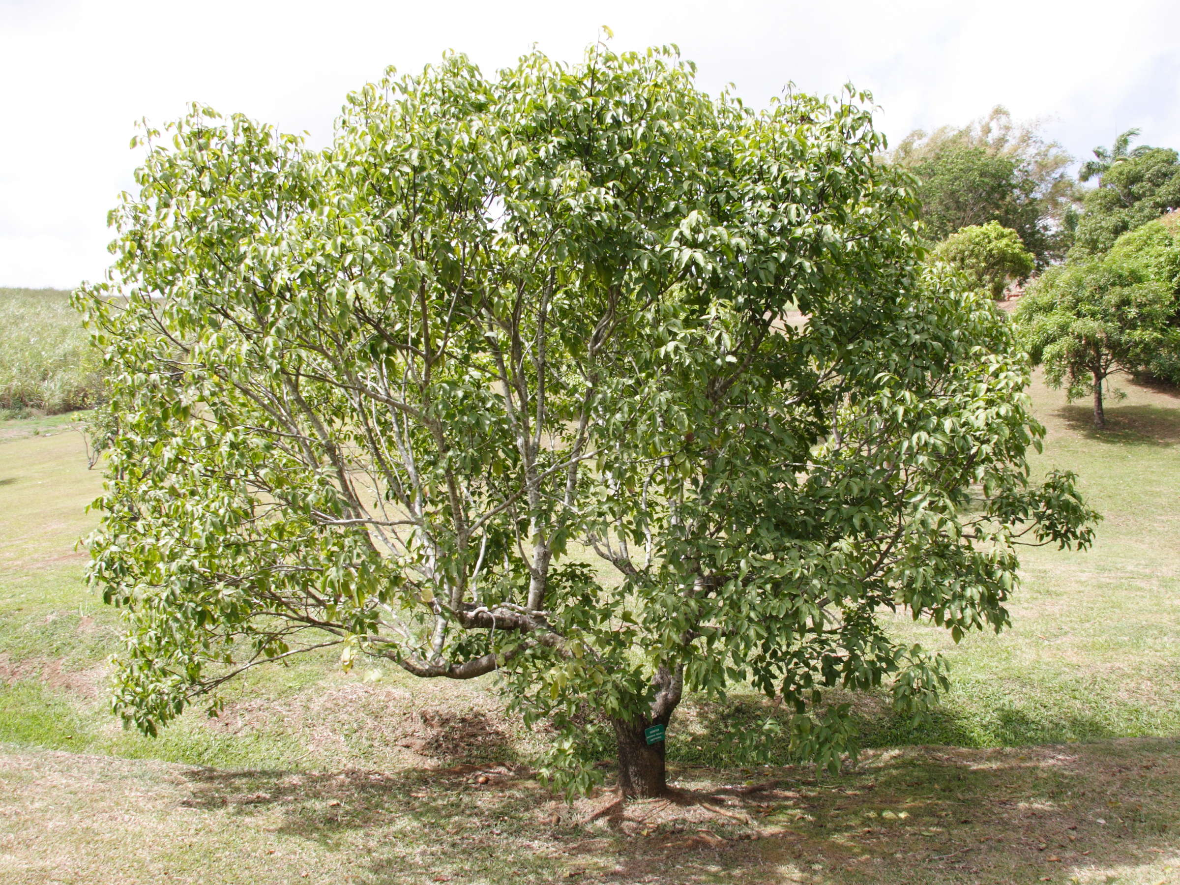 melicoccus_bijugatus1md