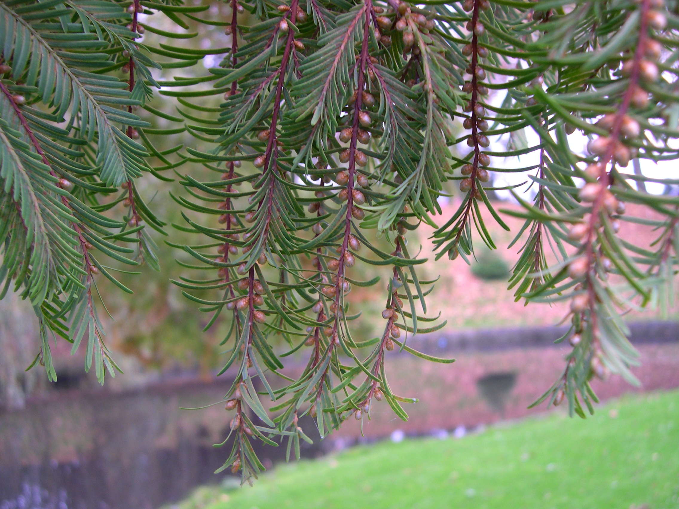 metasequoia_glyptostroboides5md