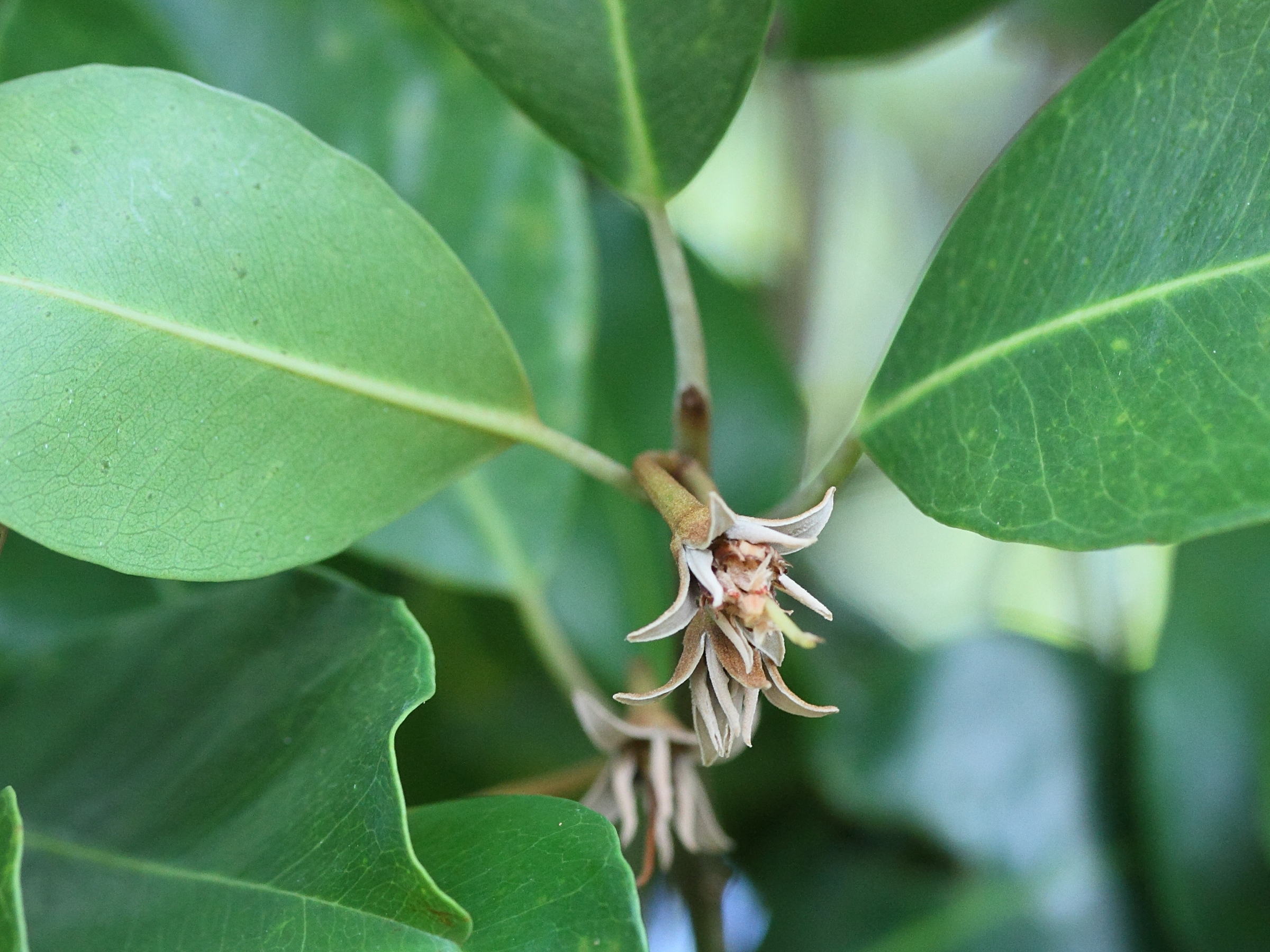 Afficher le média mimusops_comorensis2md mimusops_comorensis2md