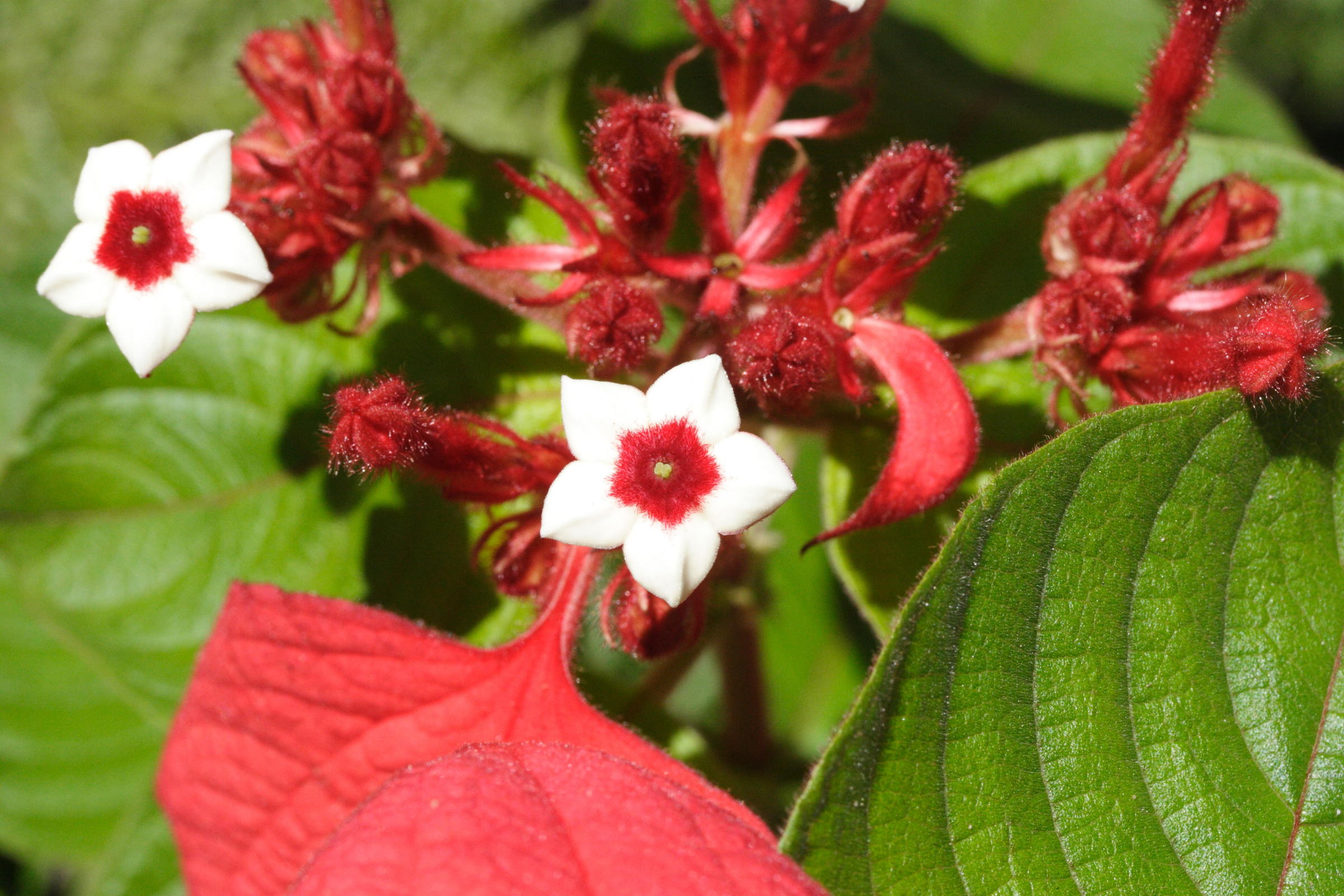 mussaenda_erythrophylla1md