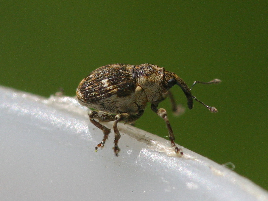 Afficher le média nedyus_quadrimaculatus1md nedyus_quadrimaculatus1md