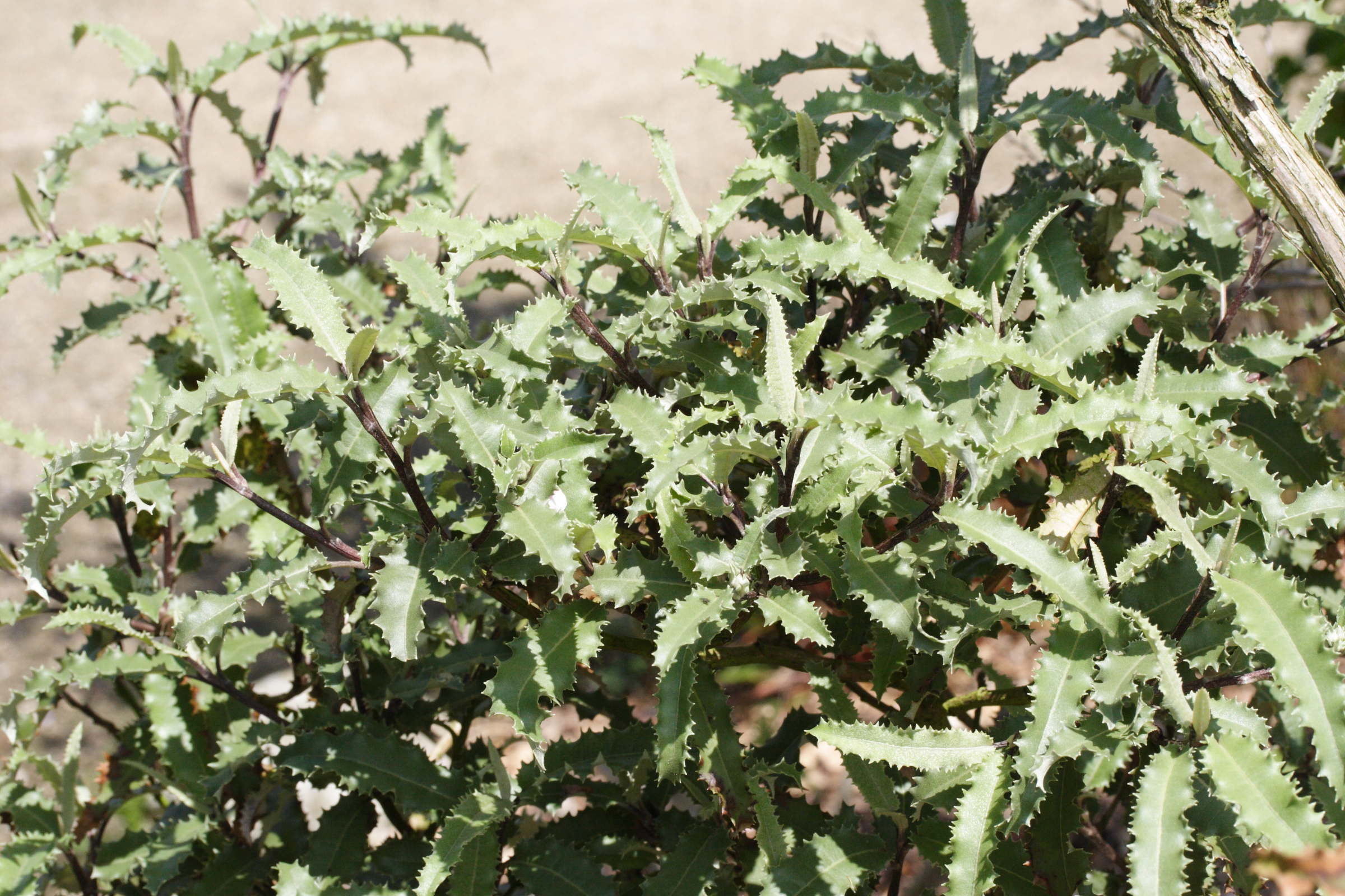 olearia_ilicifolia1md