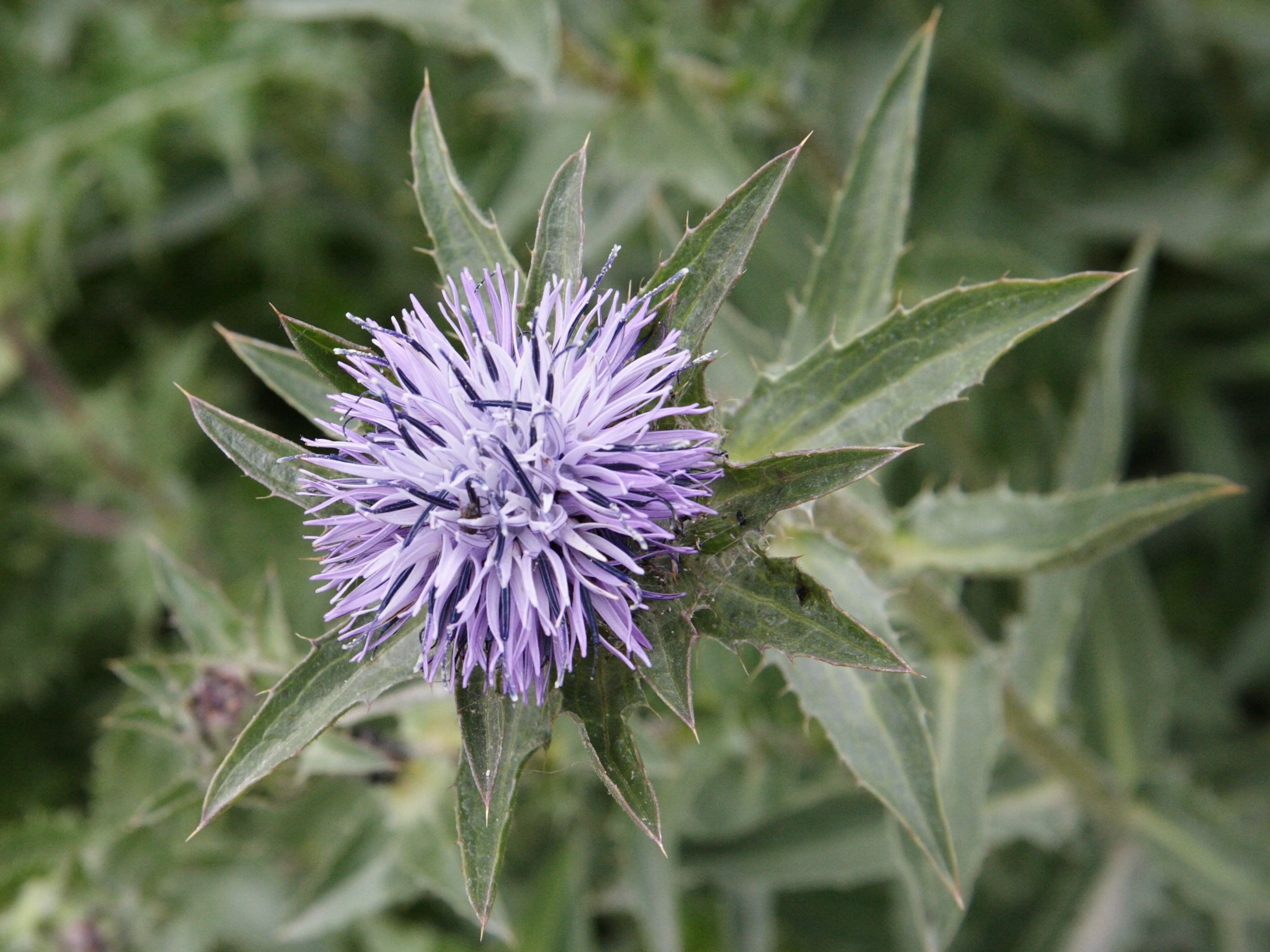 onobroma_caeruleum2md