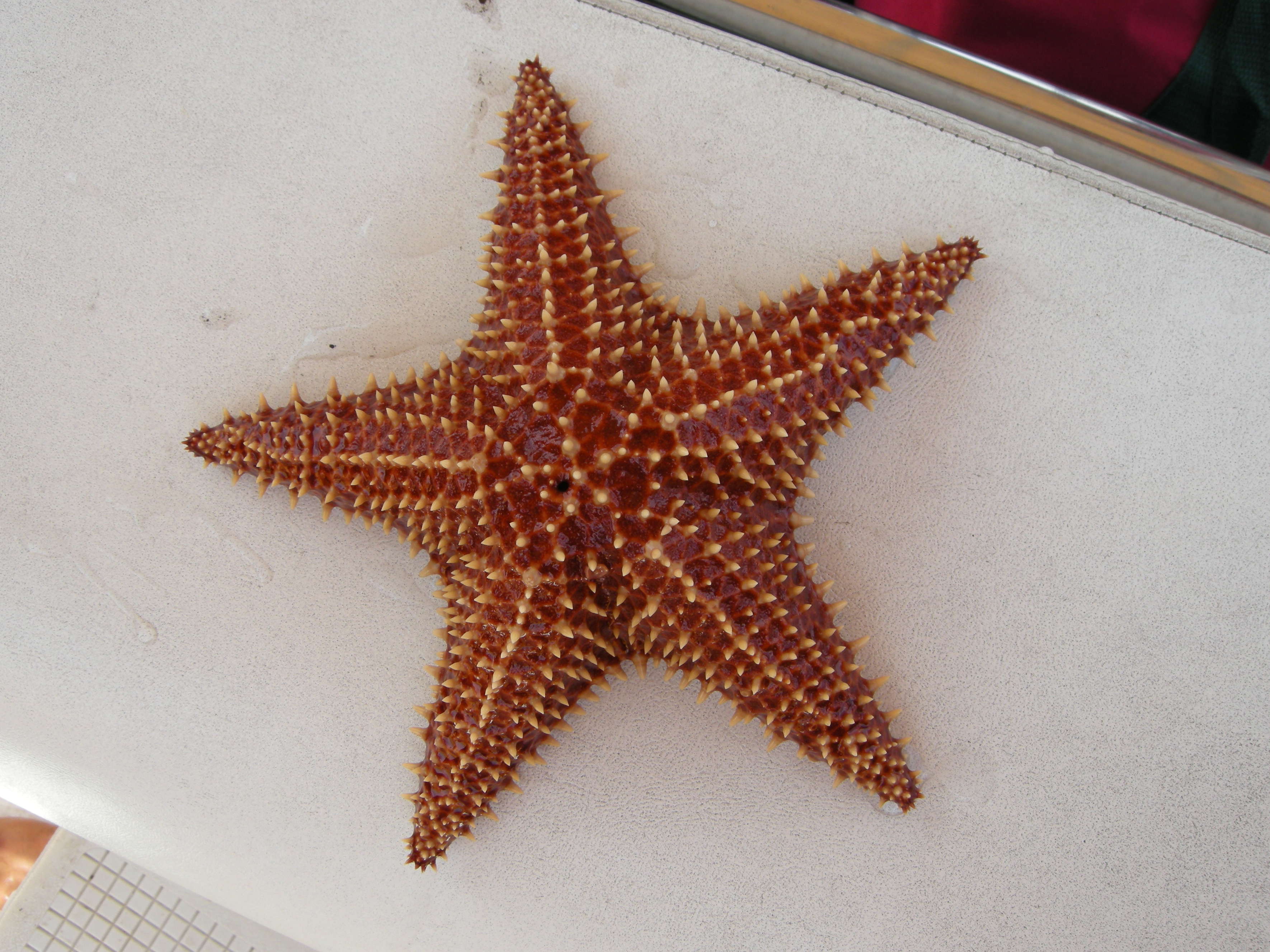 oreaster_reticulatus2md
