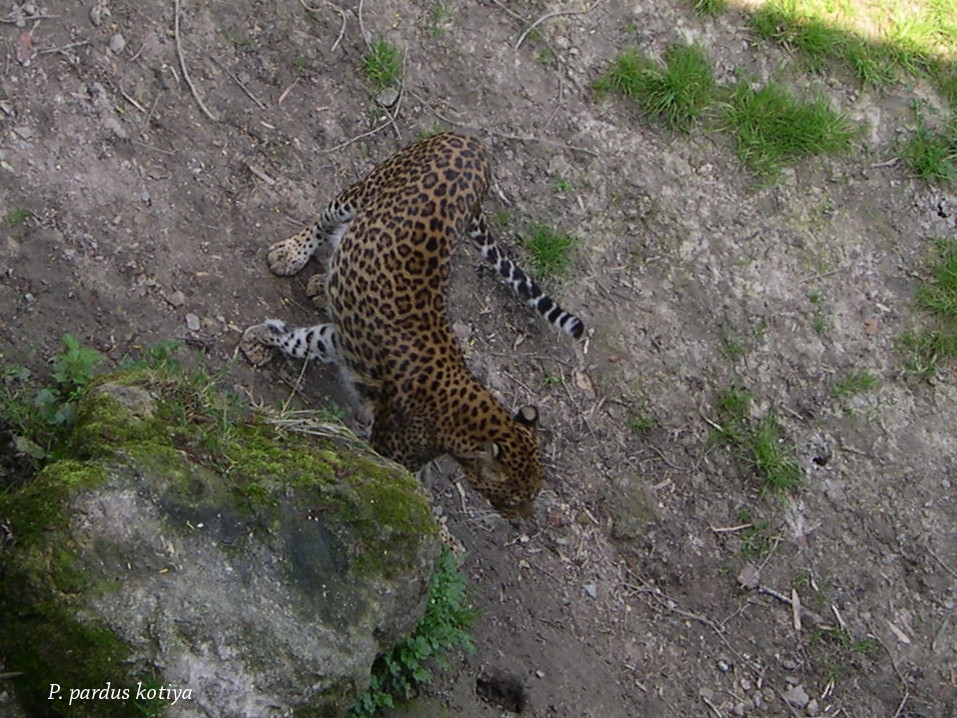 panthera_pardus_kotiya1bmd