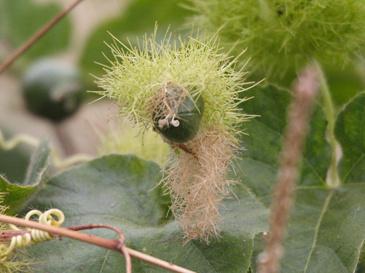 passiflora_foetida4md
