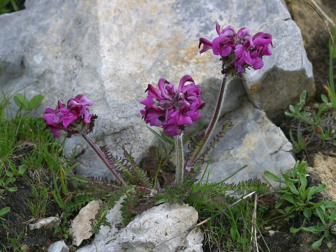 Afficher le média pedicularis_cenisia1bd pedicularis_cenisia1bd