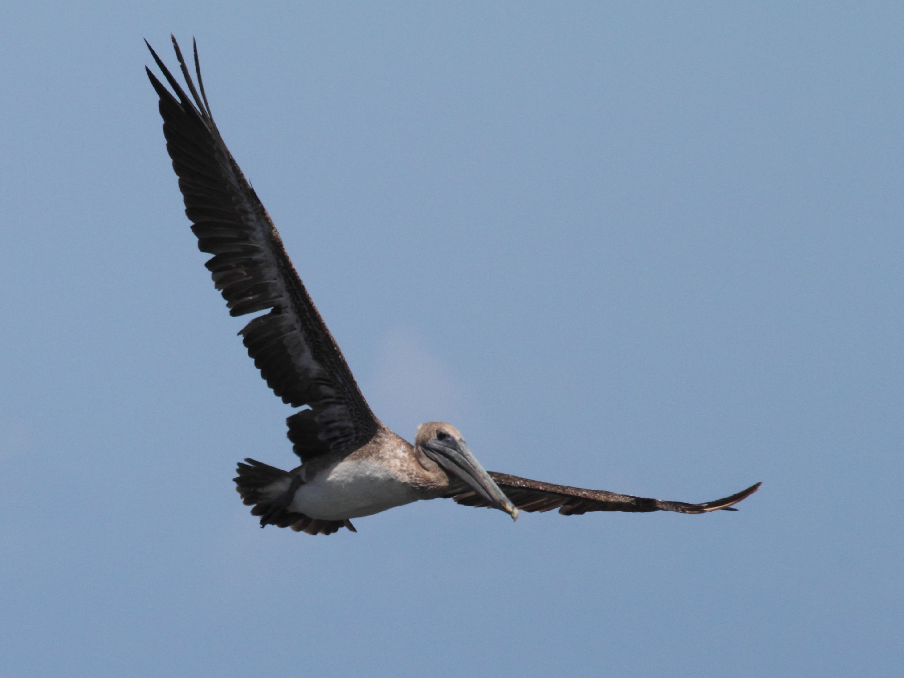 pelican_brun_-_pelecanus_occidentalis4bd
