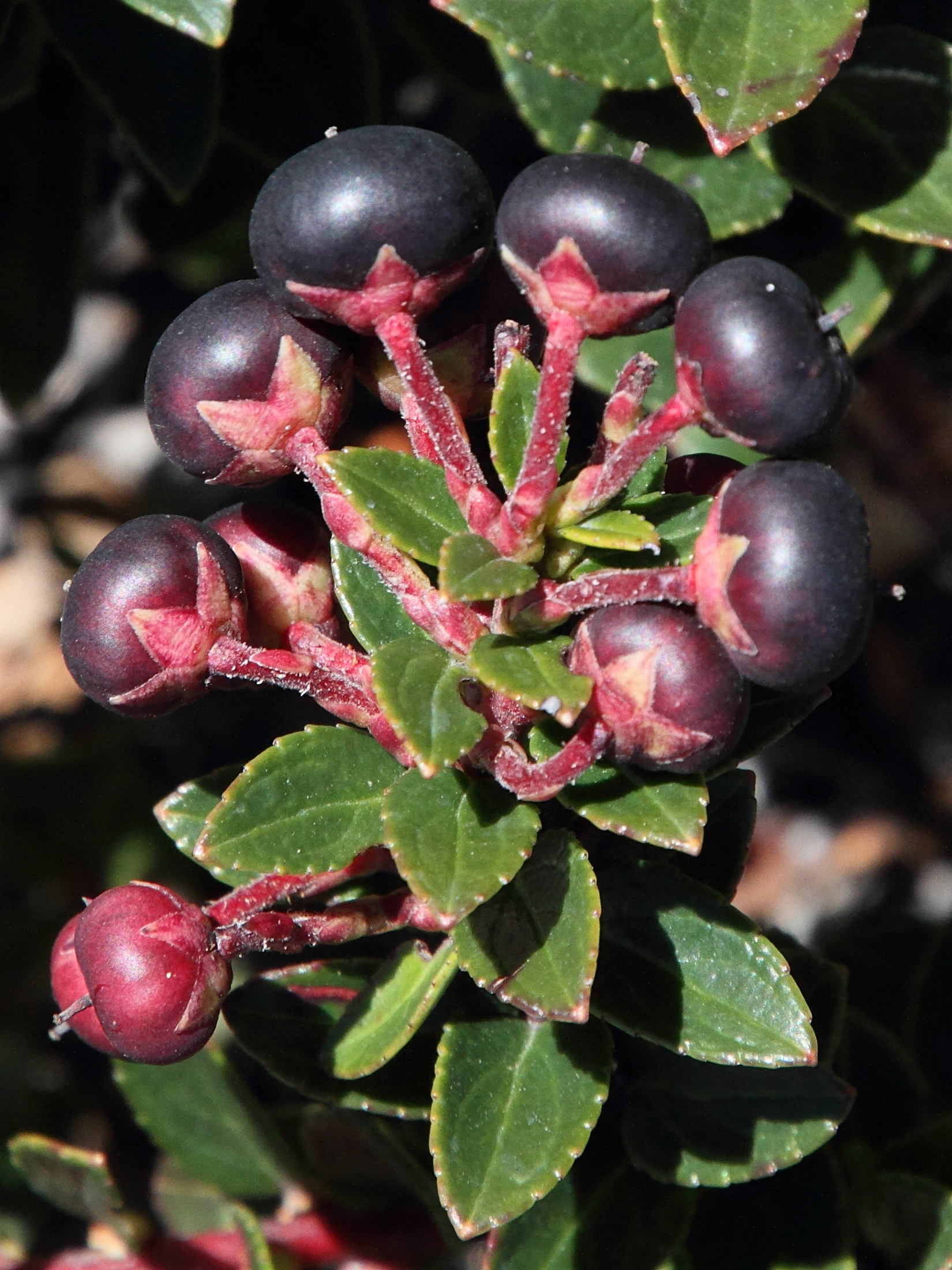 pernettya_prostrata4md