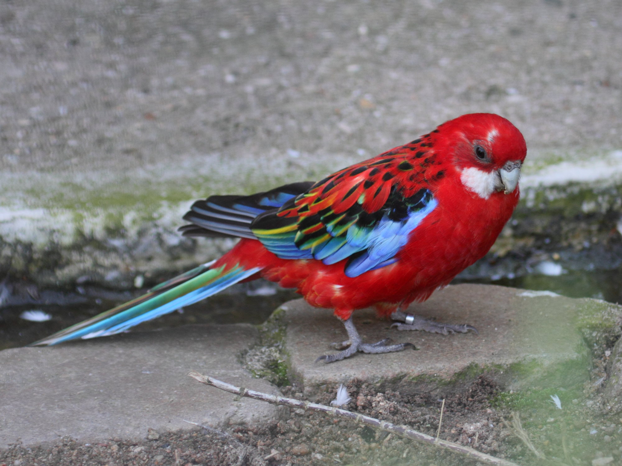 perruche_omnicolore_-_platycercus_eximius1bd