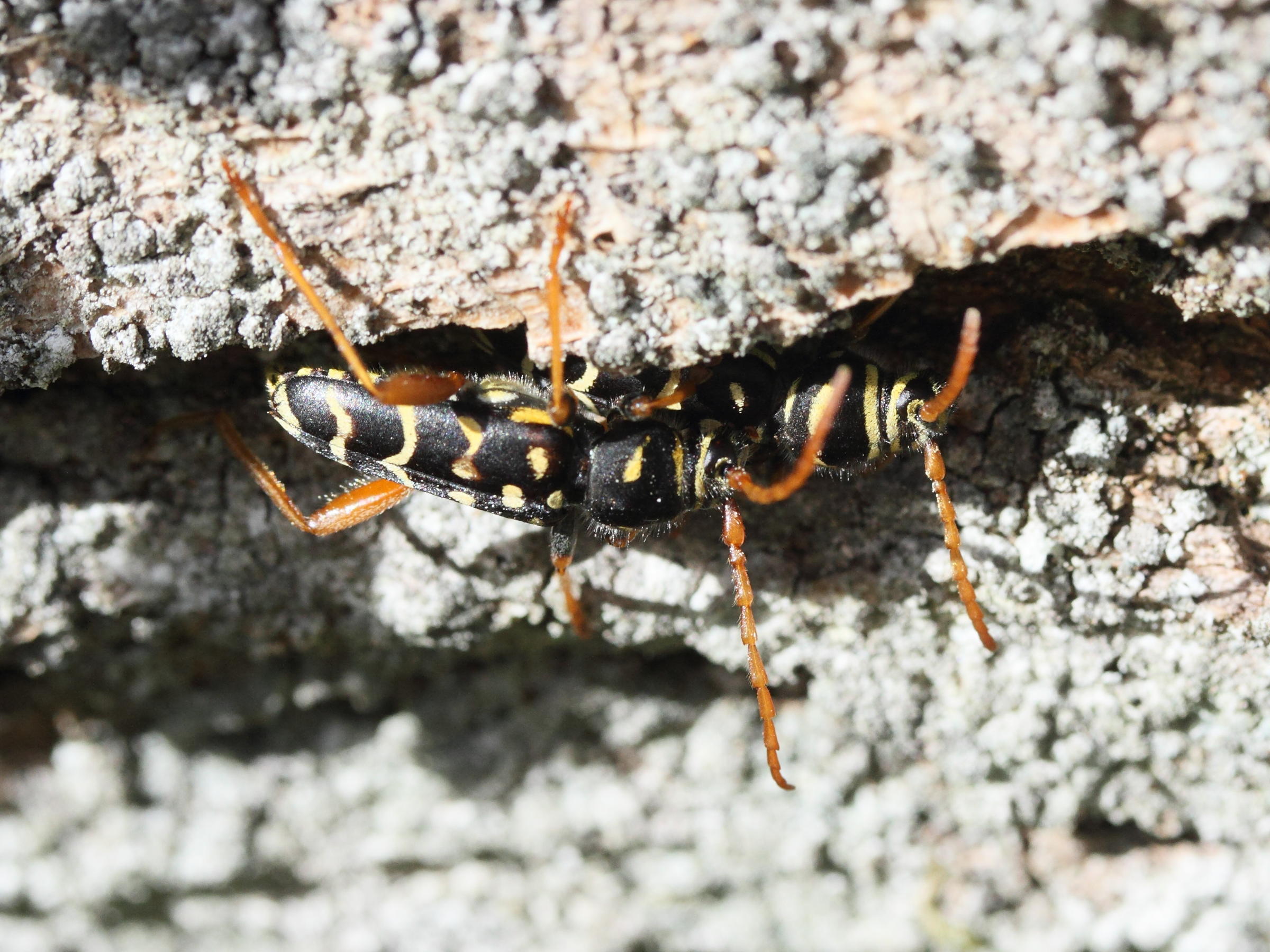 plagionotus_arcuatus1md