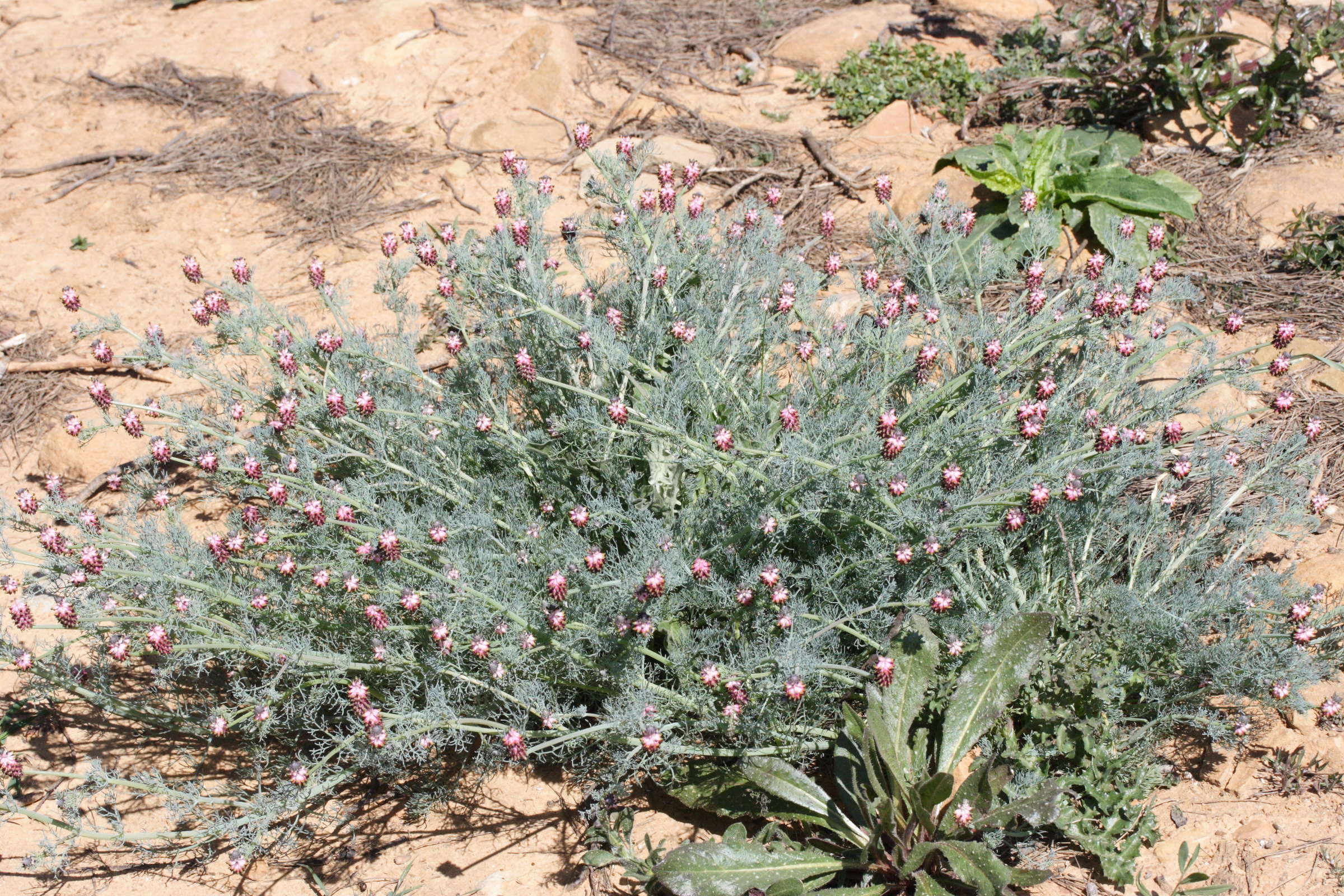 Platycapnos_spicata ssp. spicata