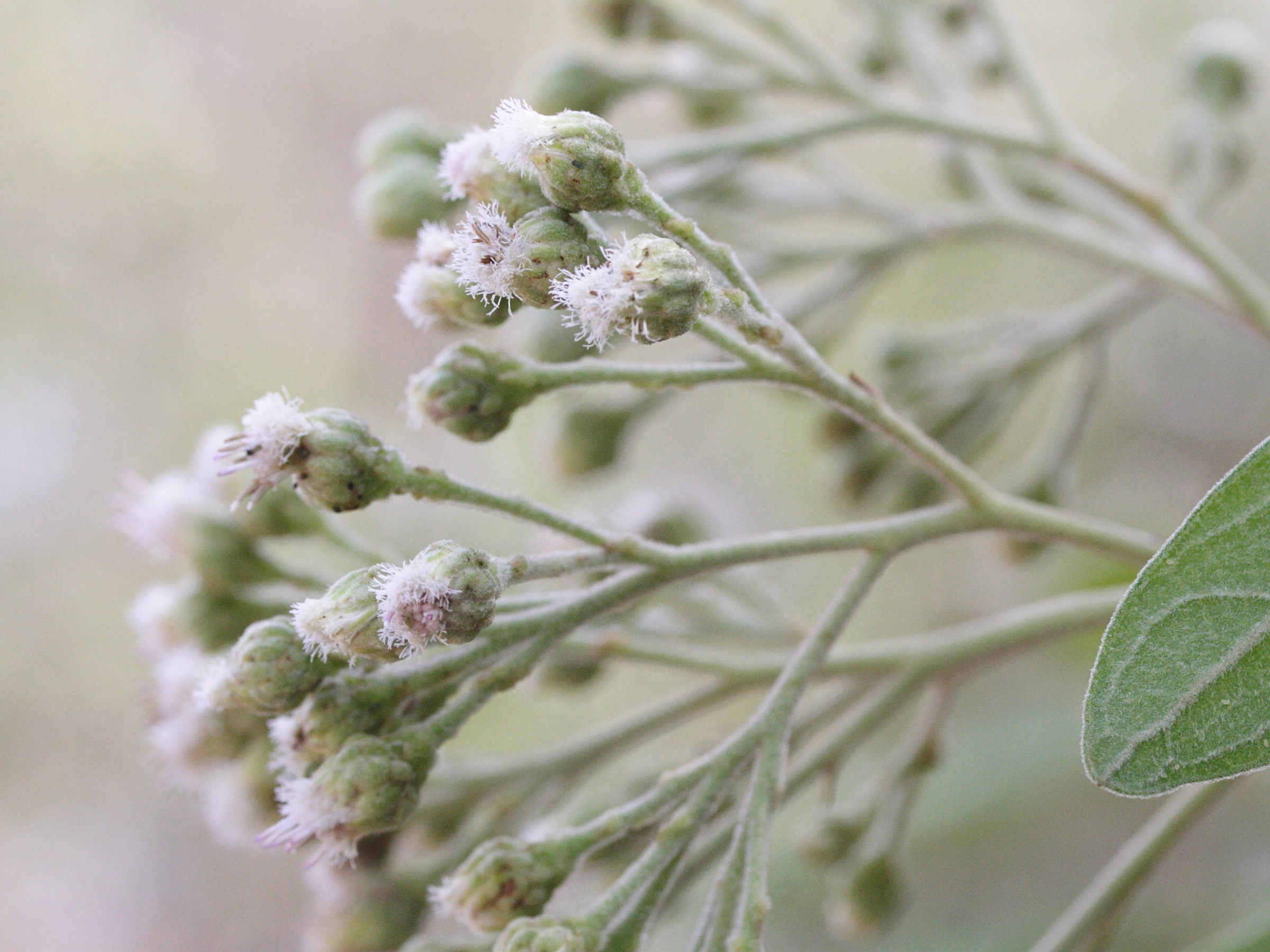 pluchea_carolinensis1md