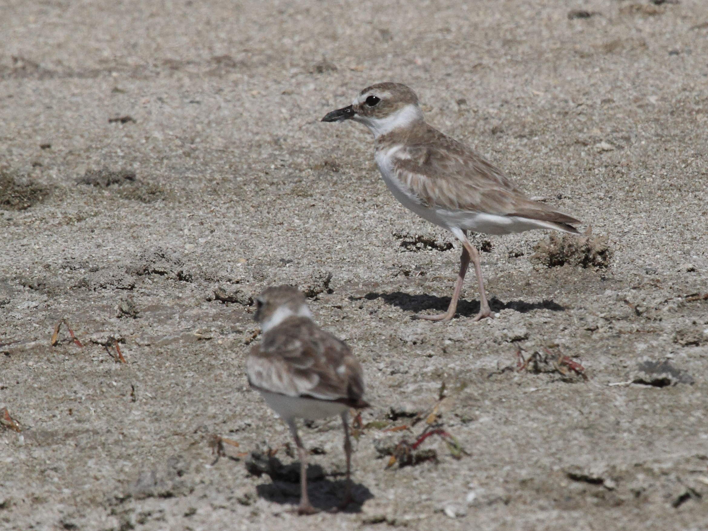 pluvier_de_wilson_-_charadrius_wilsonia1bd