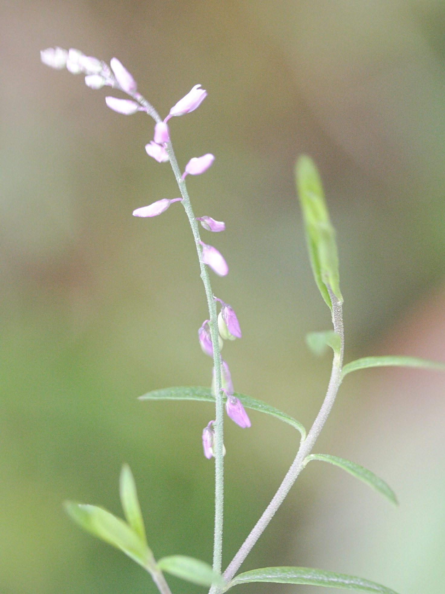 polygala_paniculata2md