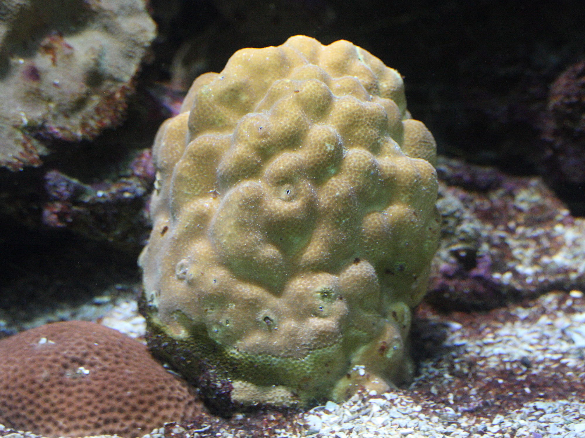 porites_astreoides1md