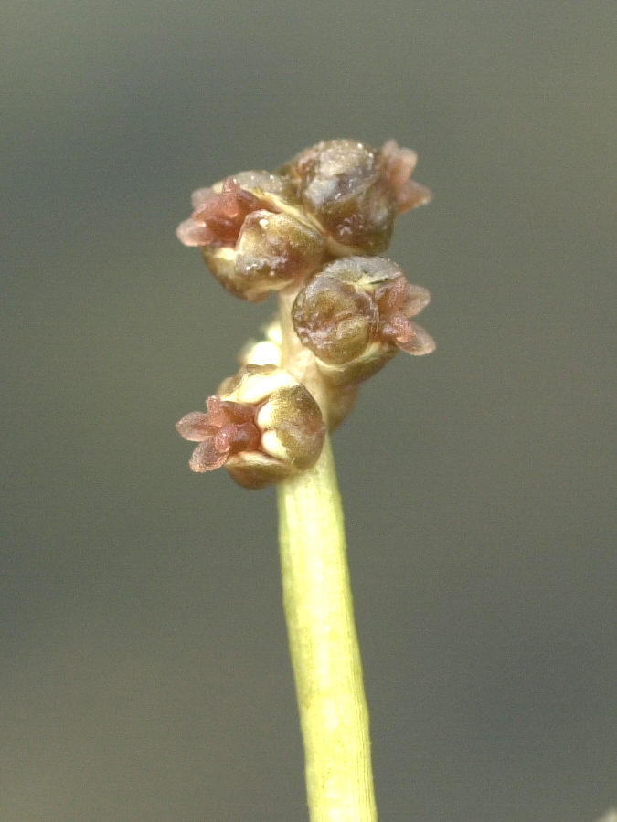 potamogeton_crispus6md
