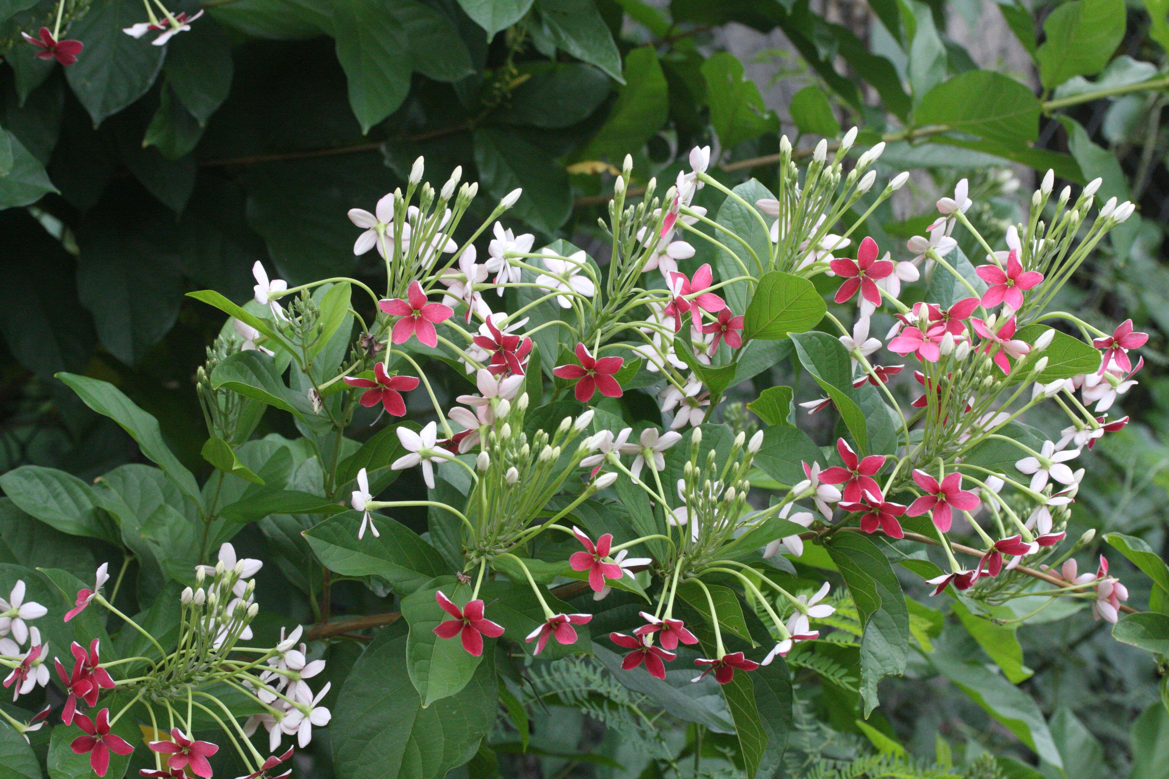 Afficher le média quisqualis_indica1amd quisqualis_indica1amd