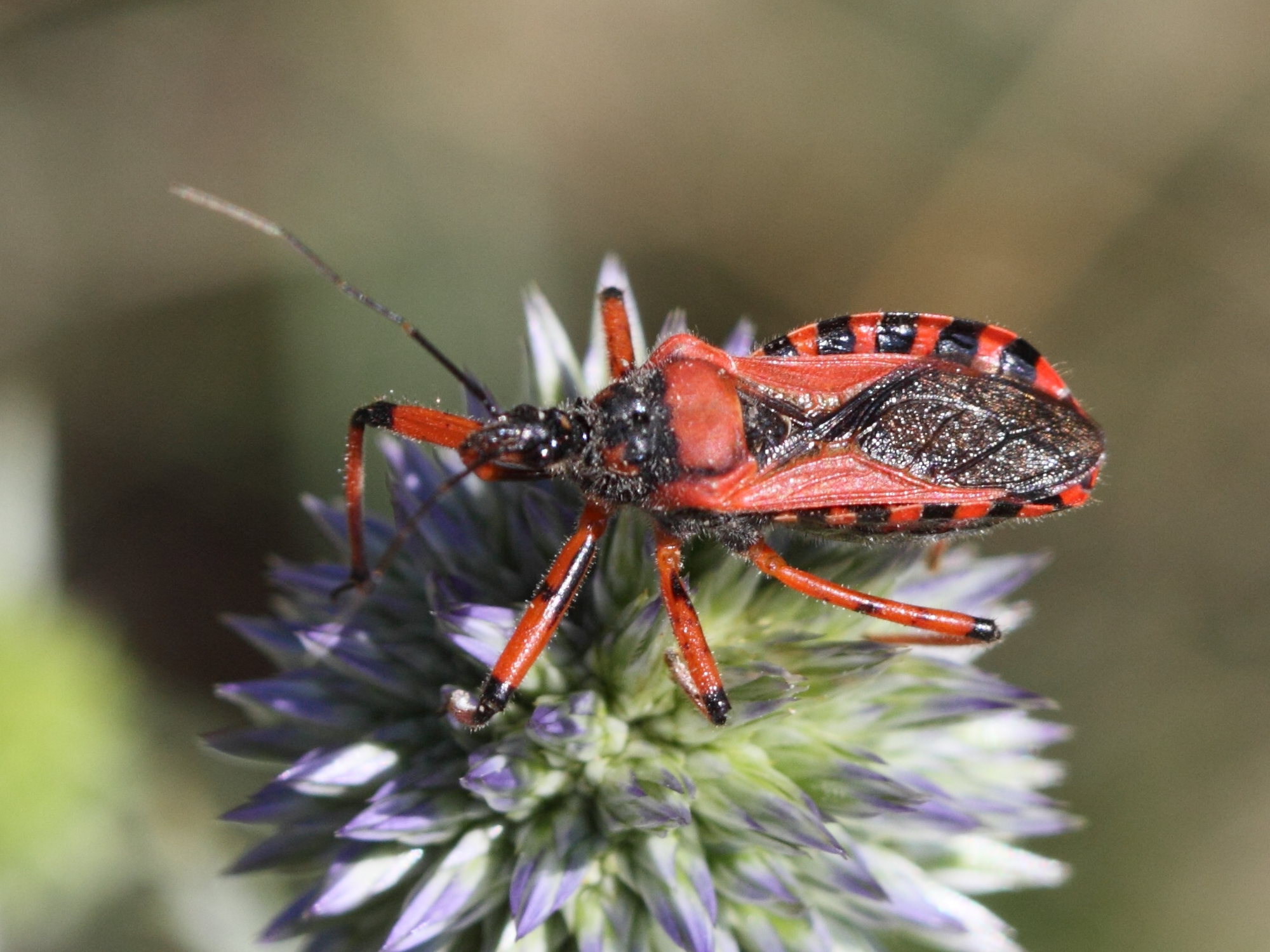 rhynocoris_cuspidatus4bd