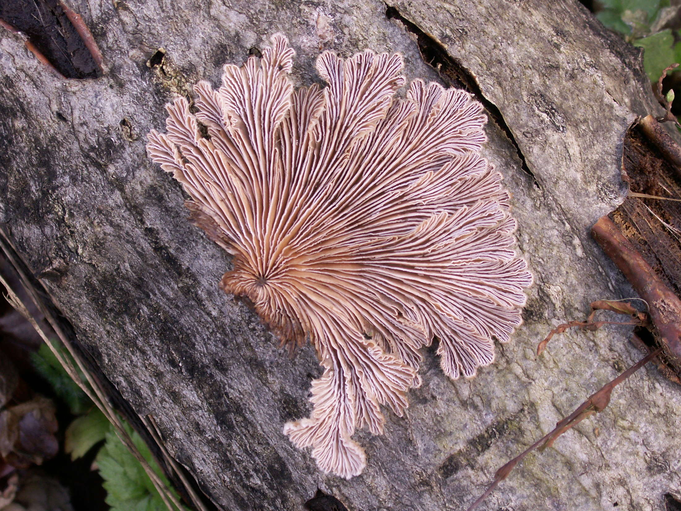 Afficher le média schizophyllum_commune6md schizophyllum_commune6md