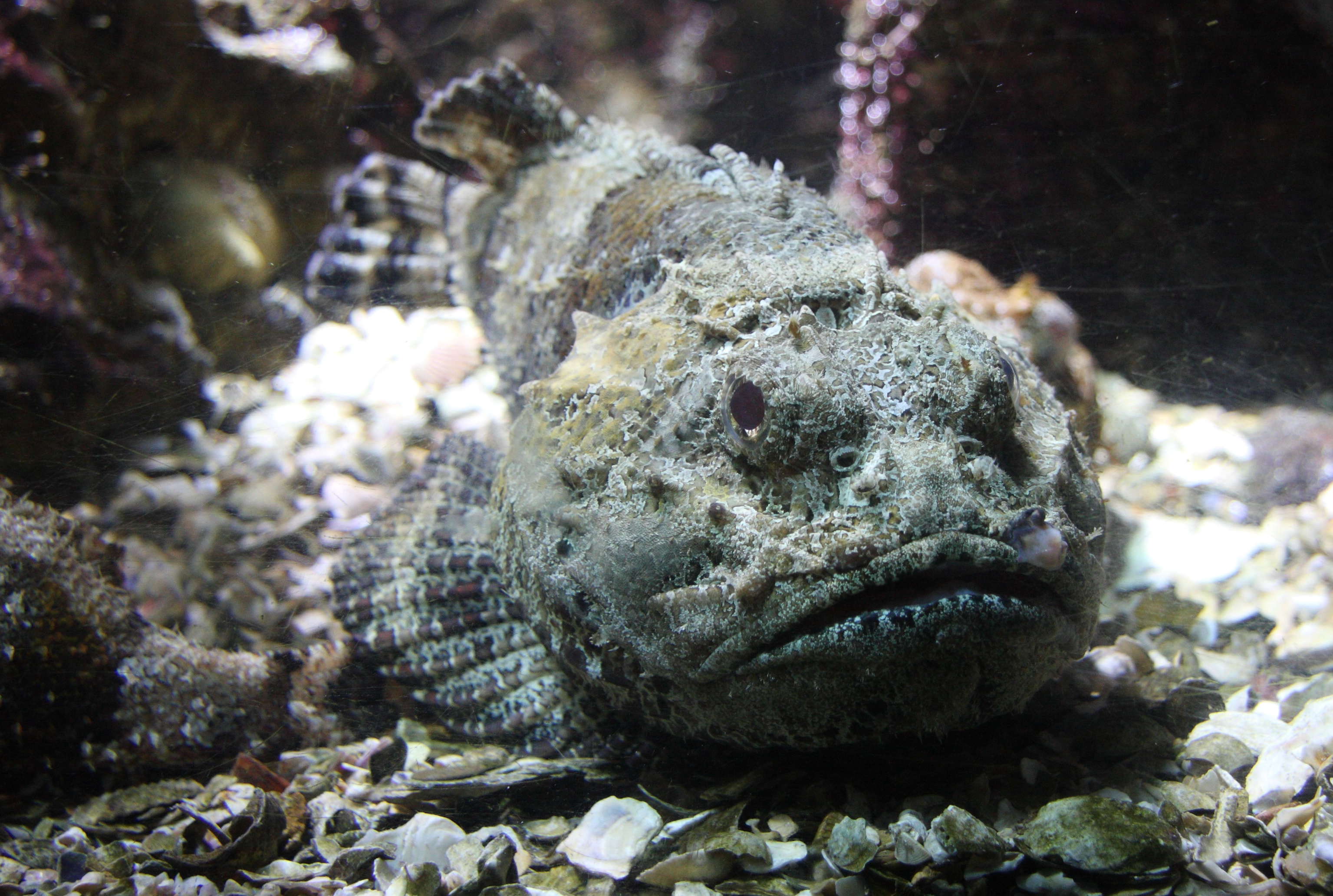 scorpaena_plumieri3sd